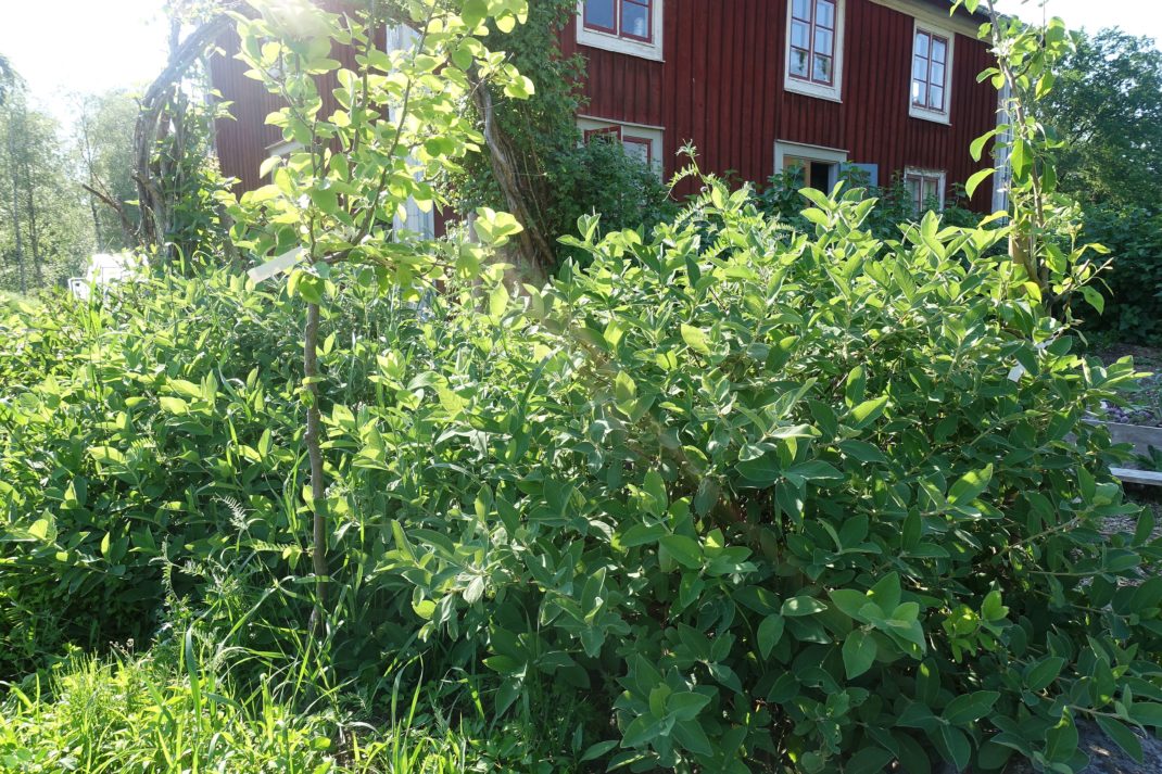Bild på gröna buskar i midjehöjd med huset som bakgrund. Growing honeyberries, green bushes and the house in the background. 