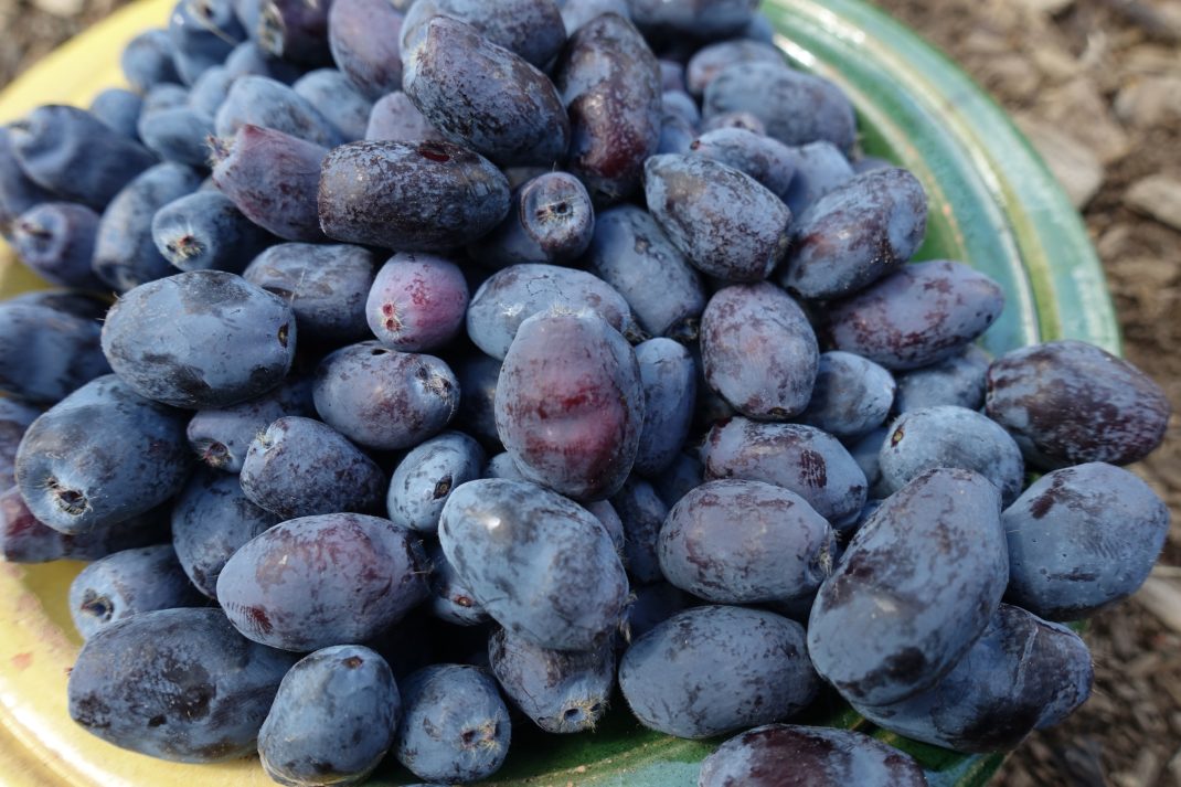 En överfylld keramikskål med blåbärstry. Growing honeyberries, a bowl filled with honeyberries.