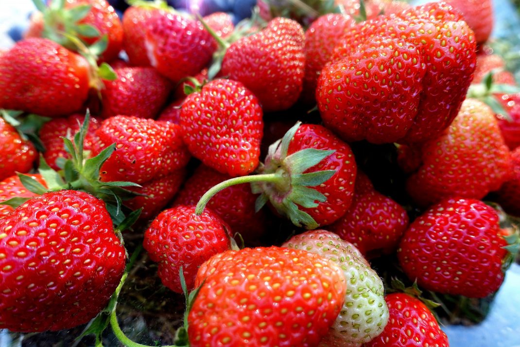 Remontant strawberries Harvest strawberries all summer
