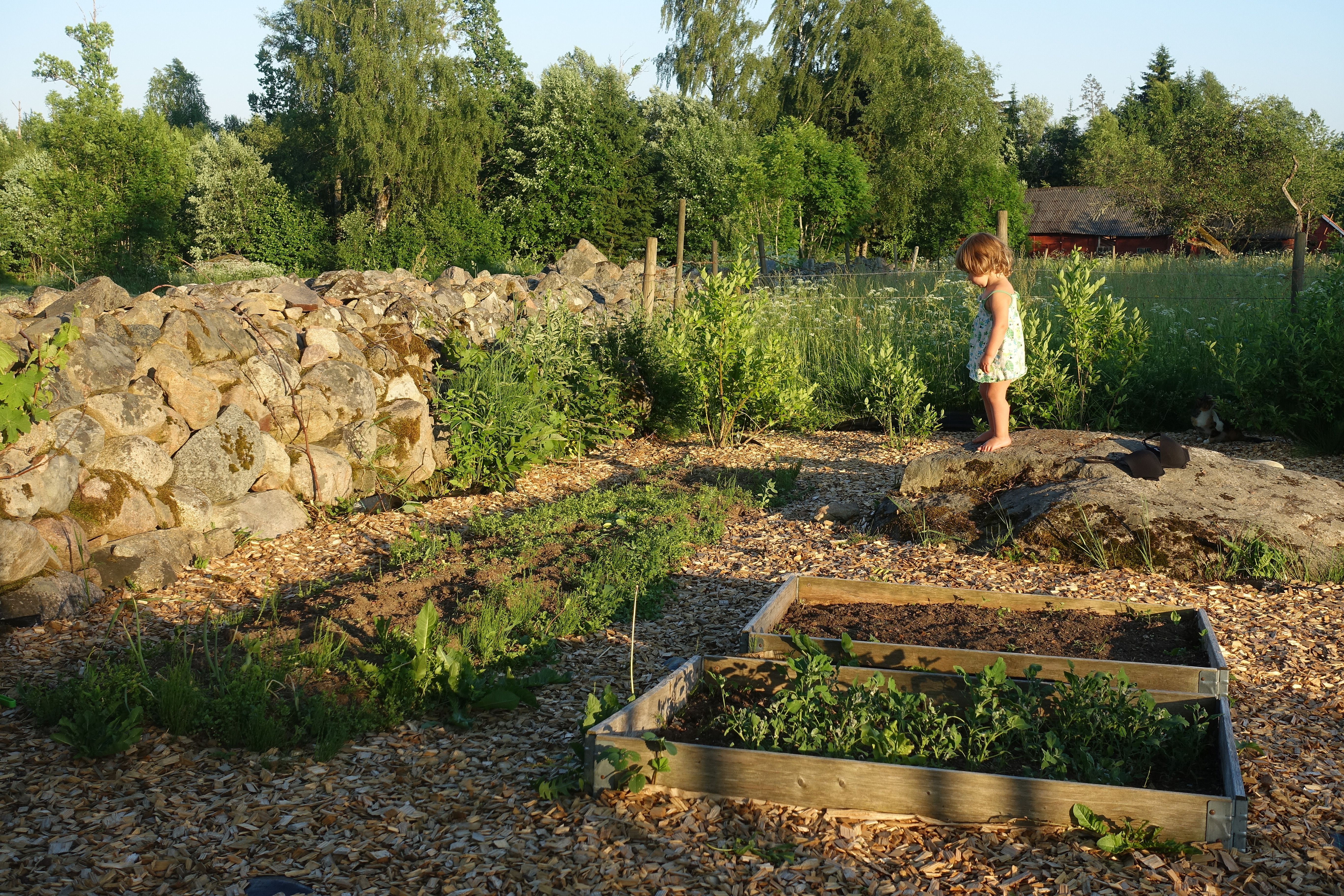 Köksträdgården i kvällssol med en ogräsdrabbad bädd längs stenmuren. My kitchen garden in the evening sun.