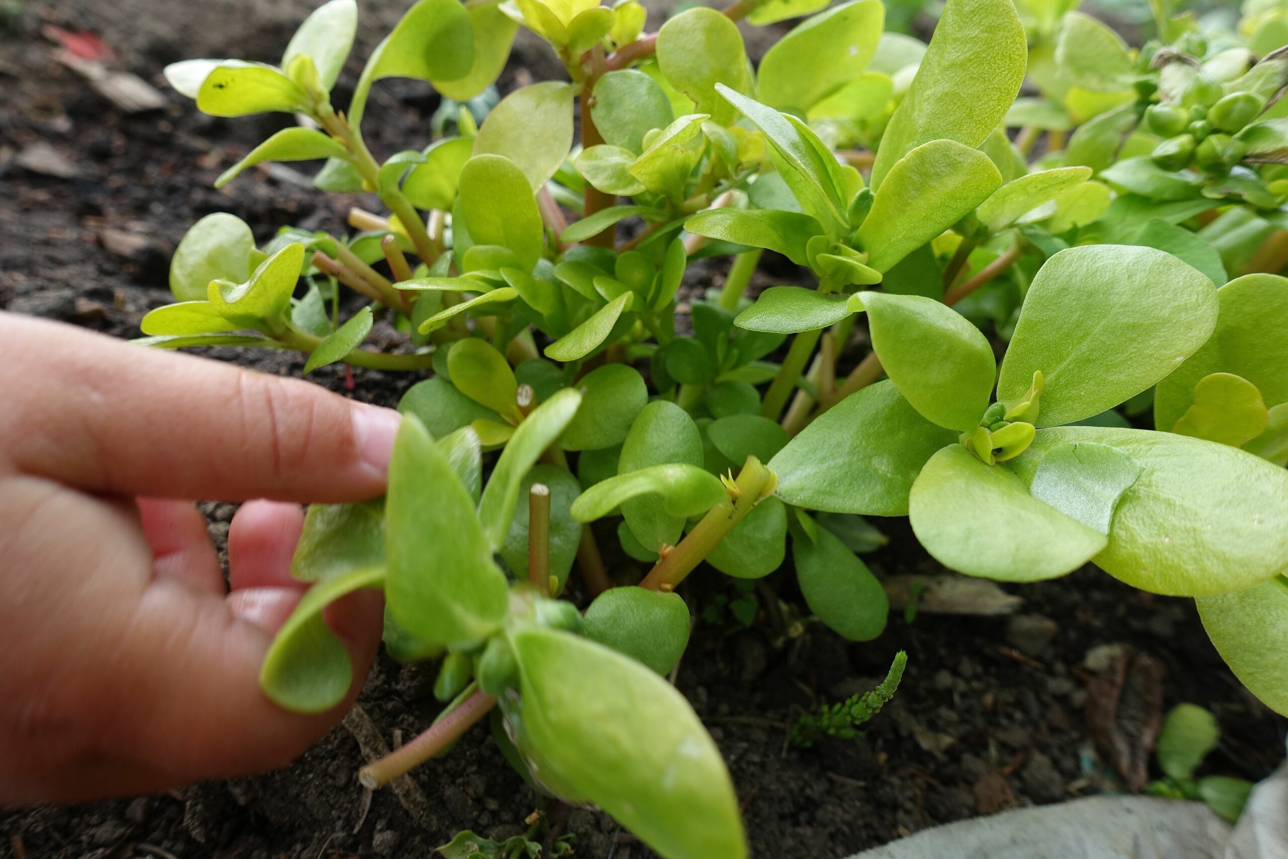 En liten barnhand griper om ett blad och nyper av.