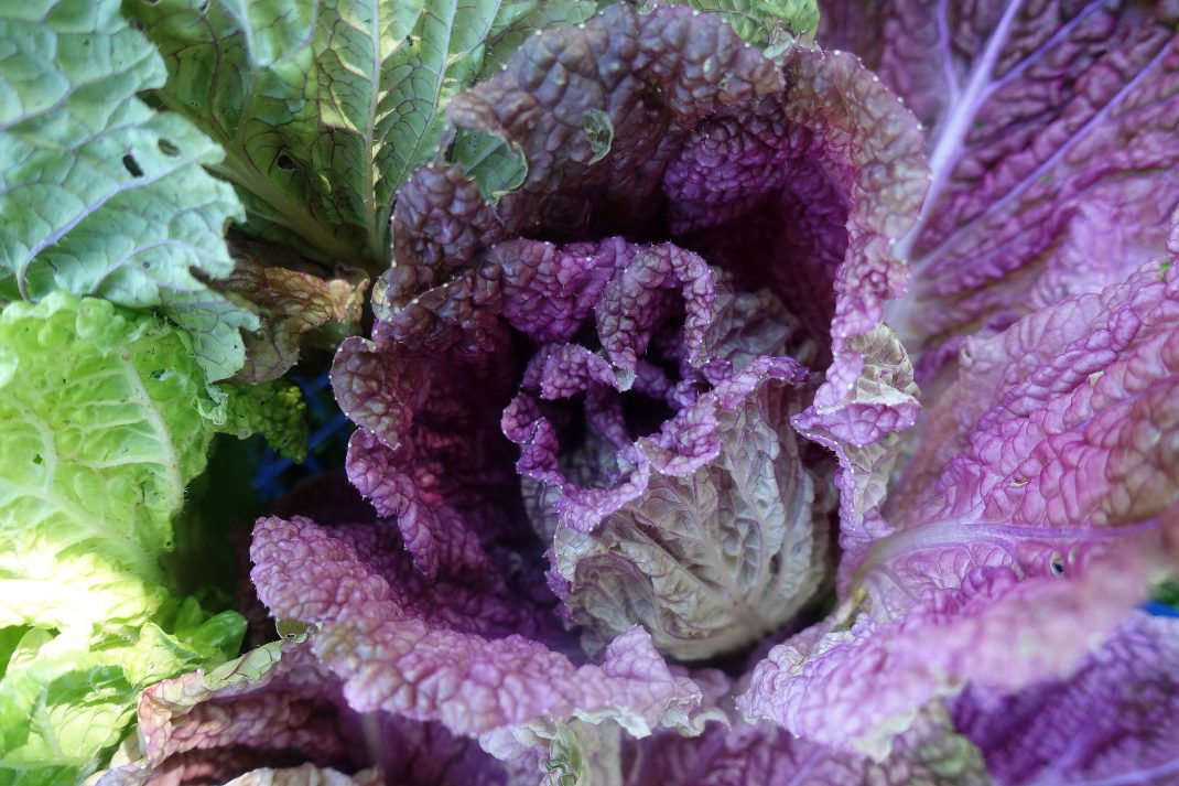 How to Growing napa cabbage Sara's Kitchen Garden