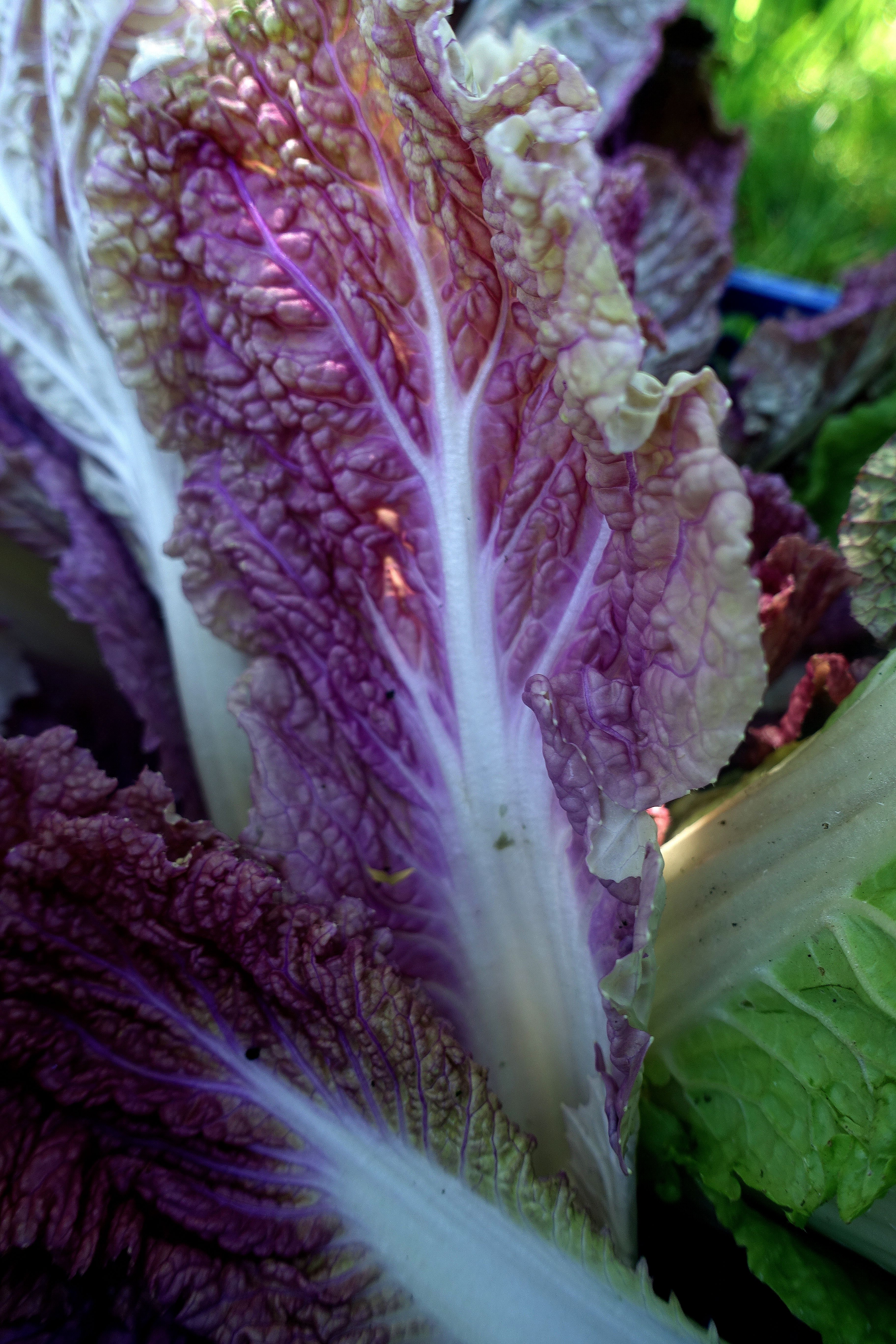 Ett blad syns i stående bild i otroliga färger. How to: growing napa cabbage, a cabbage leaf 