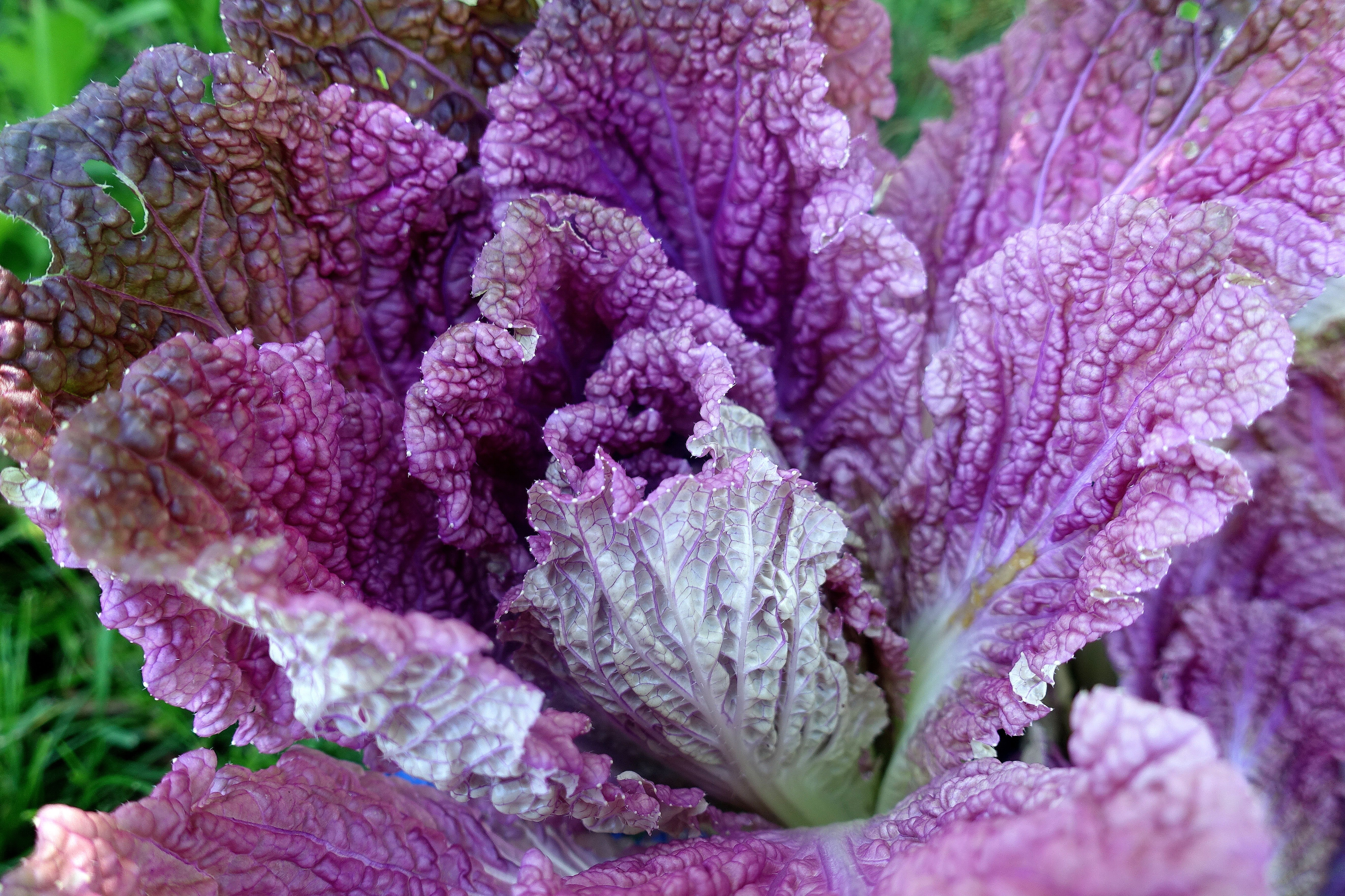 Närbild på ett vackert purpurfärgat kålhuvud. How to: growing napa cabbage, close-up on a pink and purple cabbage head. 
