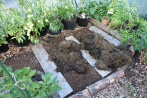 Tre brädor ligger som avskiljare i bädden som fyllts på med organiskt material.