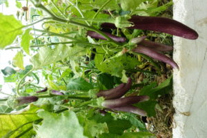 Massor av auberginefrukter hänger i klasar i ett par plantor.