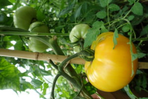 En gul tomat växer inne bland tomatplantorna.