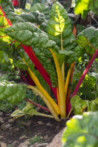 Klarröda och gula mangoldstjälkar med knallgröna blad.