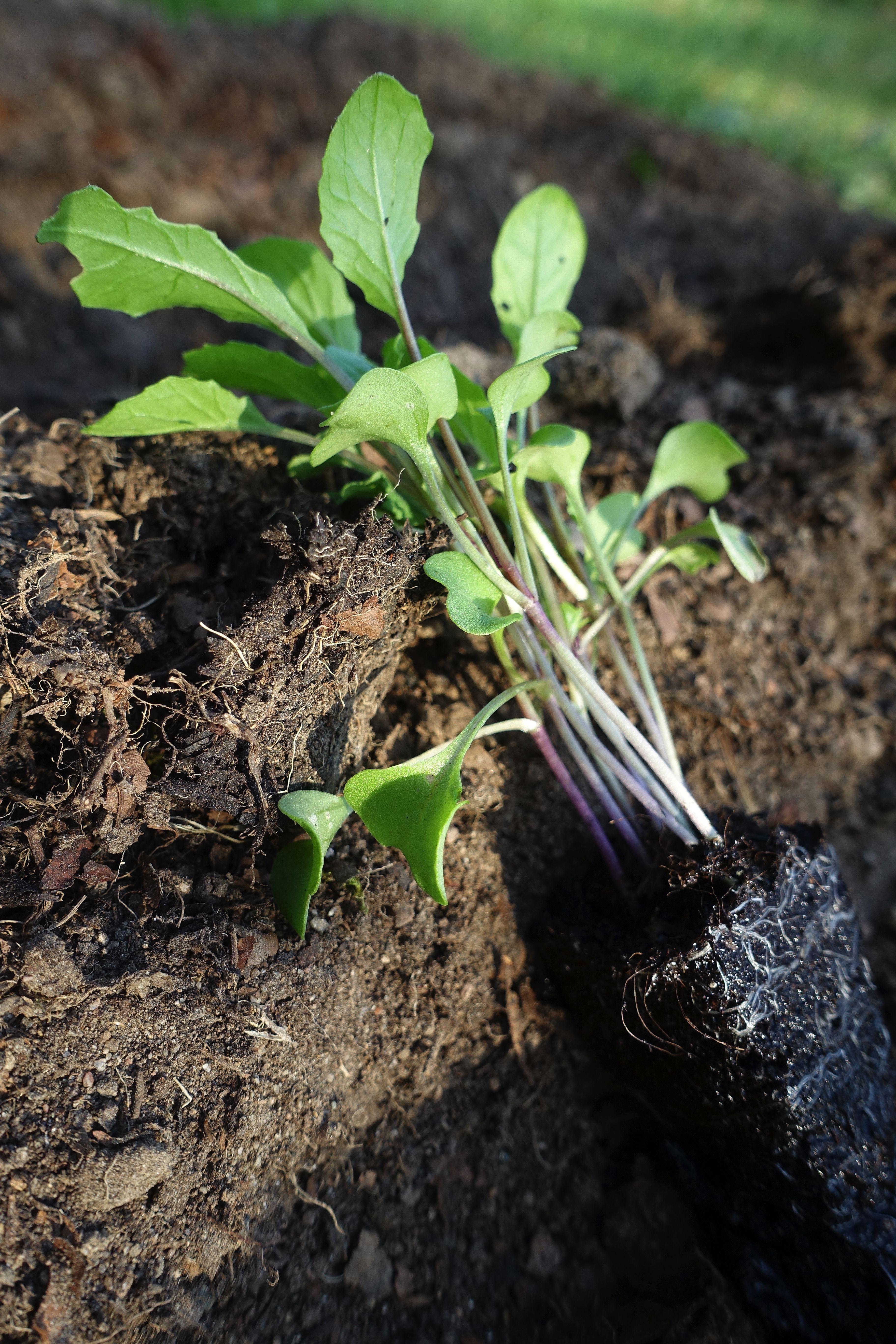 En liten planta ligger i jorden redo att planteras. Use a plug tray, a plant ready for the bed. 