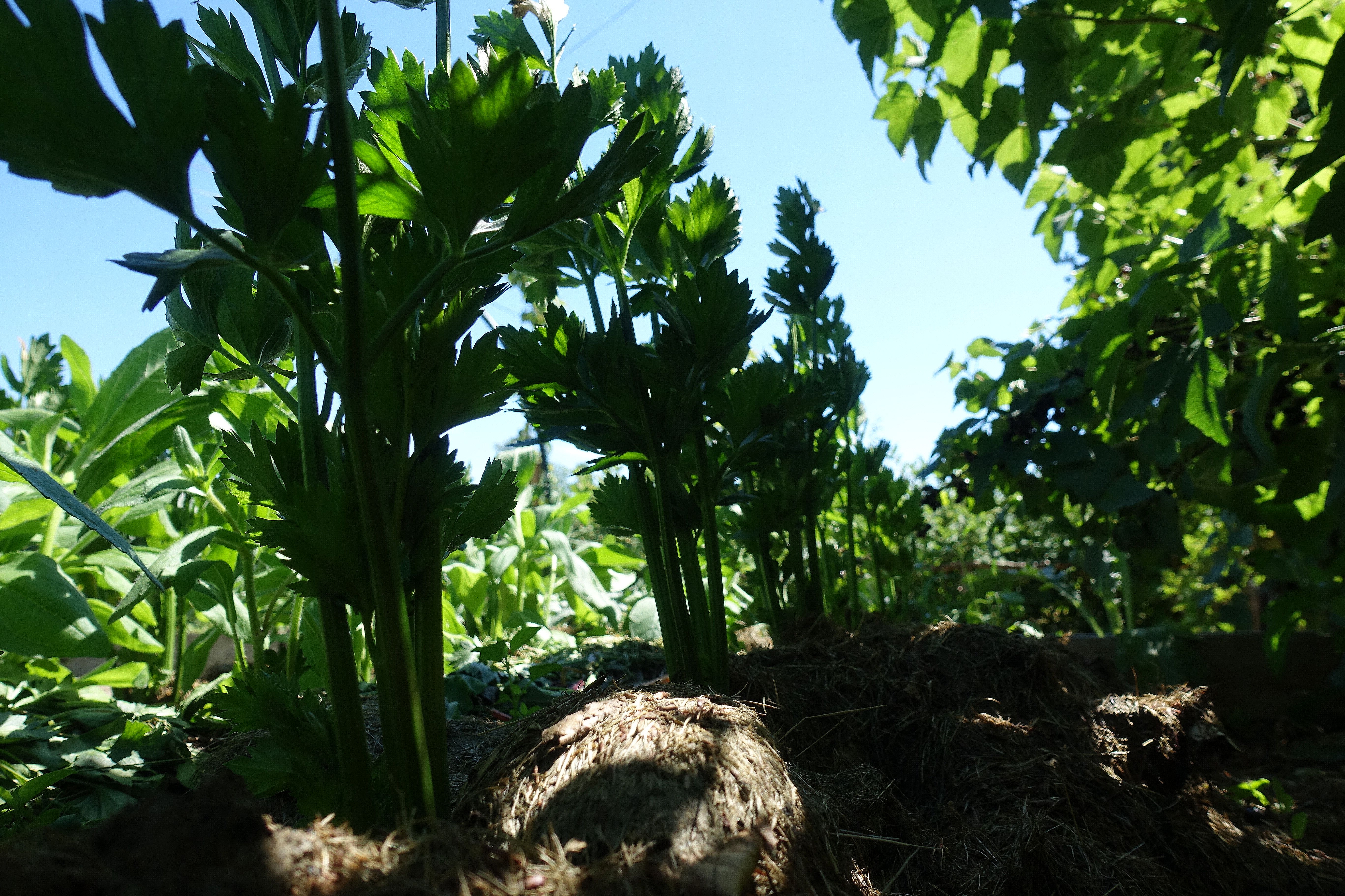 Bild tagen underifrån på rotselleriblast, grön och frodig. Growing vegetables in dry conditions, root celery. 