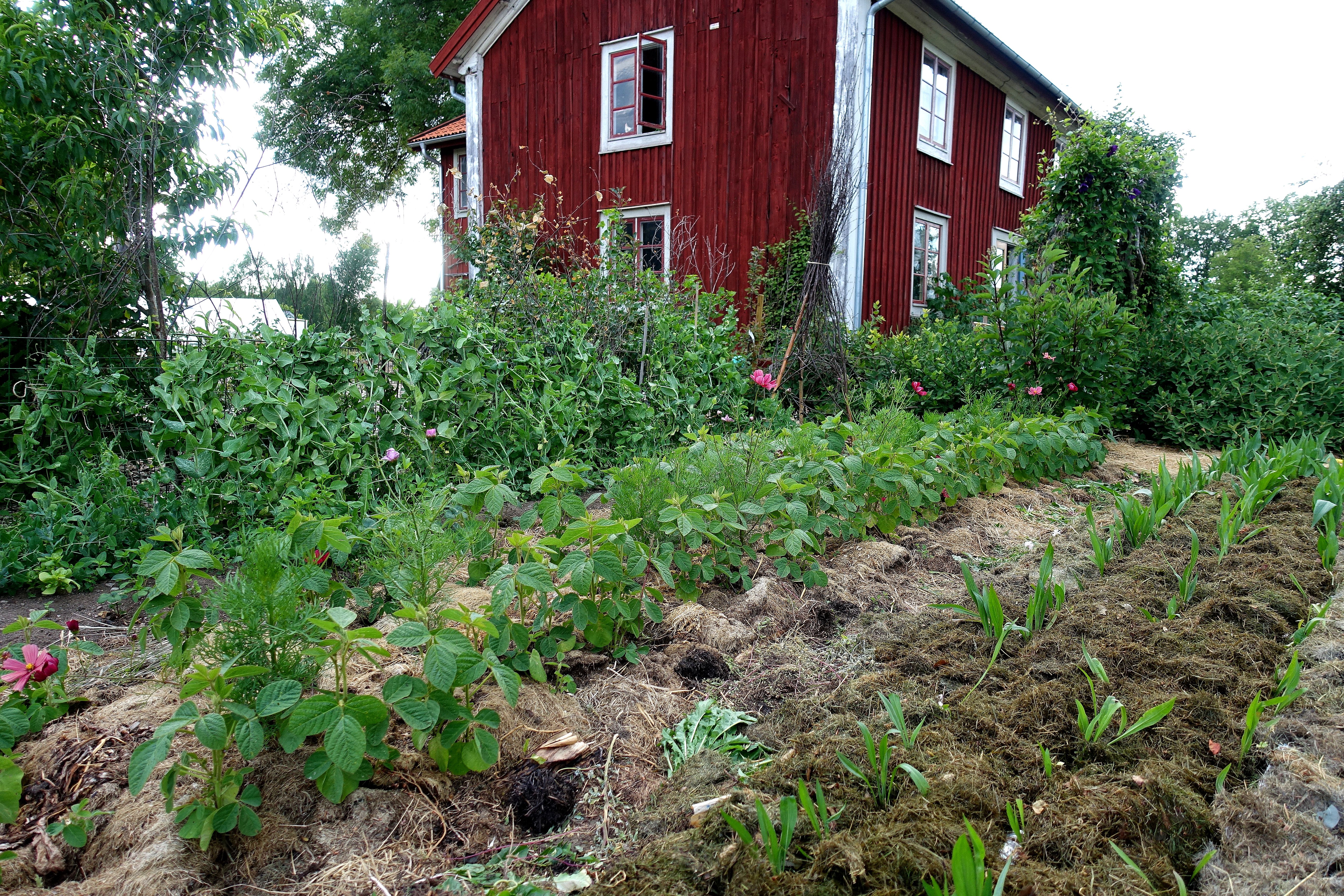 Kvarteret med svartrot med det röda boningshuset i bakgrunden. Grow black salsify, the bed with the house in the background.