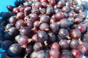 Närbild av skördade jostabär i en blå plastbunke.