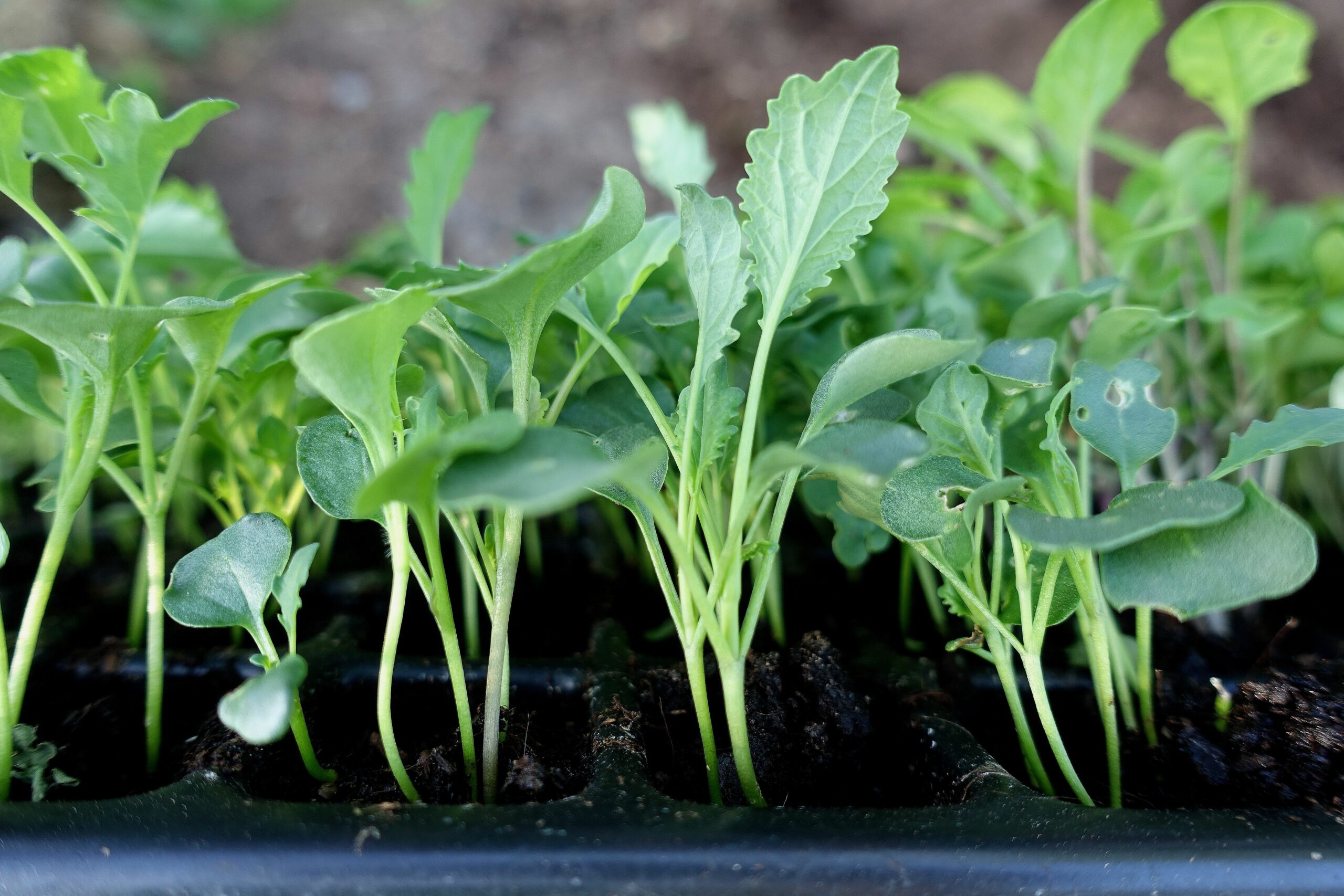 Närbild på gröna kålplantor i pluggbrätte. Use a plug tray, close-up of cabbage.