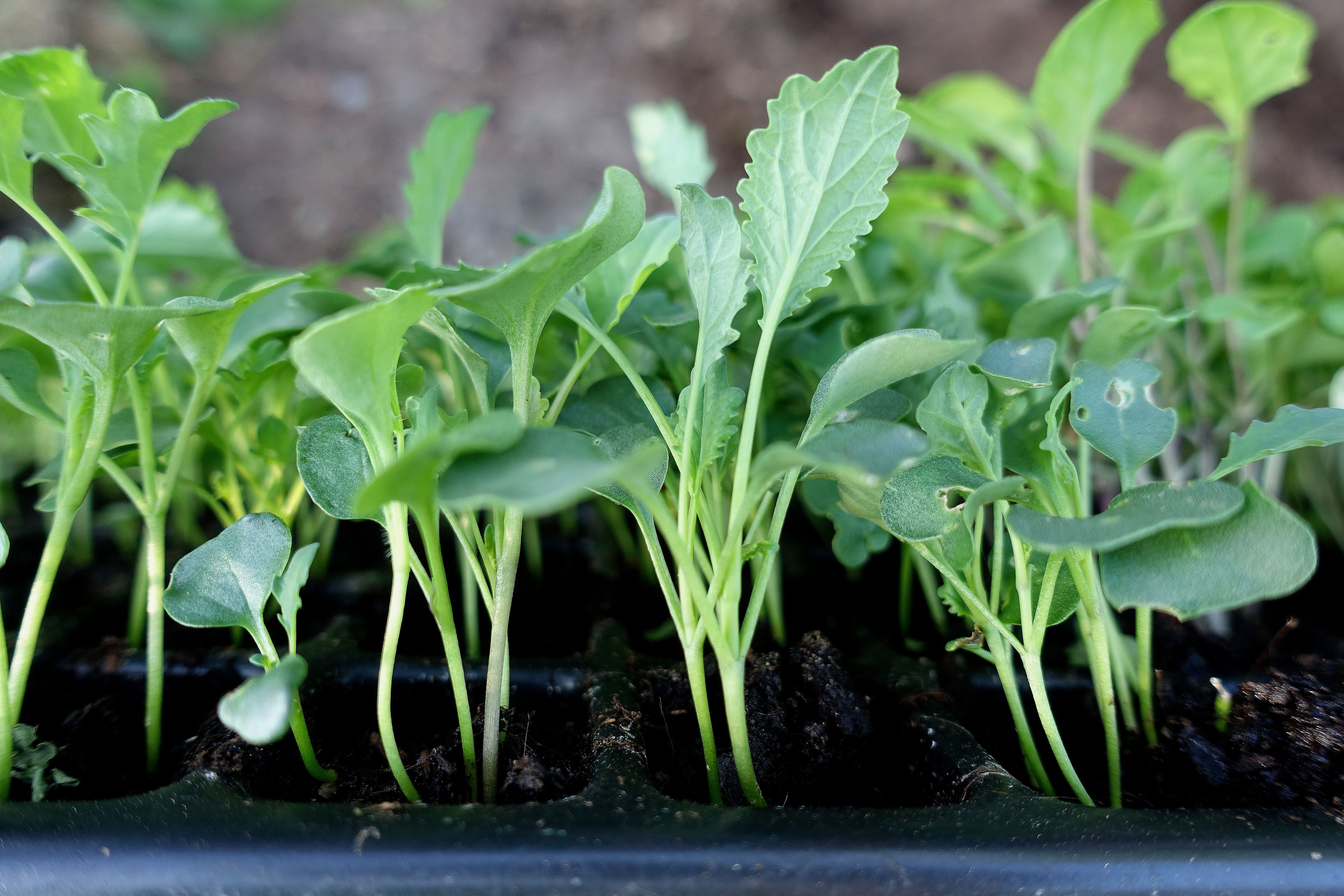 Närbild på gröna kålplantor i pluggbrätte. Use a plug tray, close-up of cabbage. 