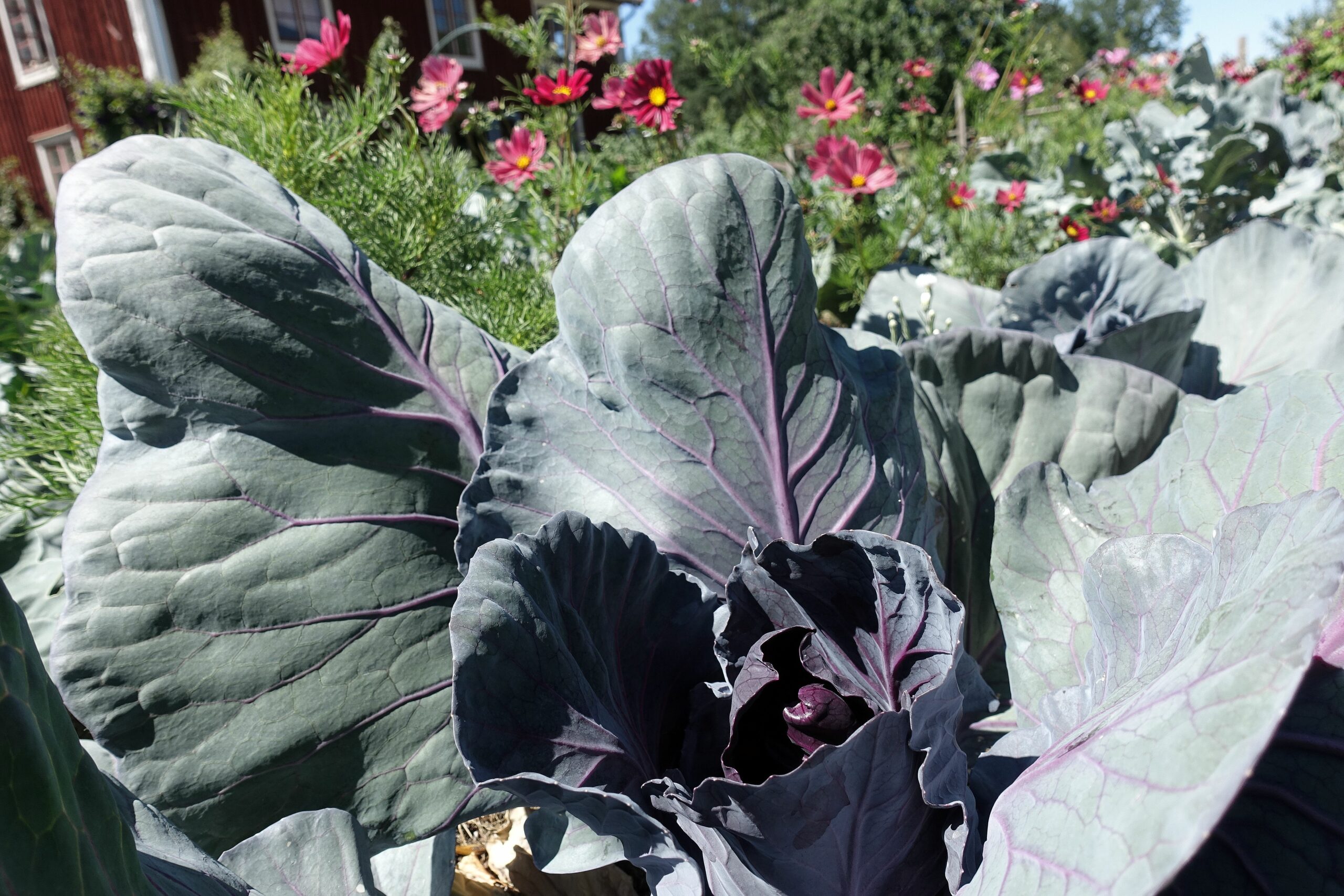 Bild på en frodig rödkål i en blommande köksträdgård. Growing vegetables in dry conditions, red cabbage in my kitchen garden.