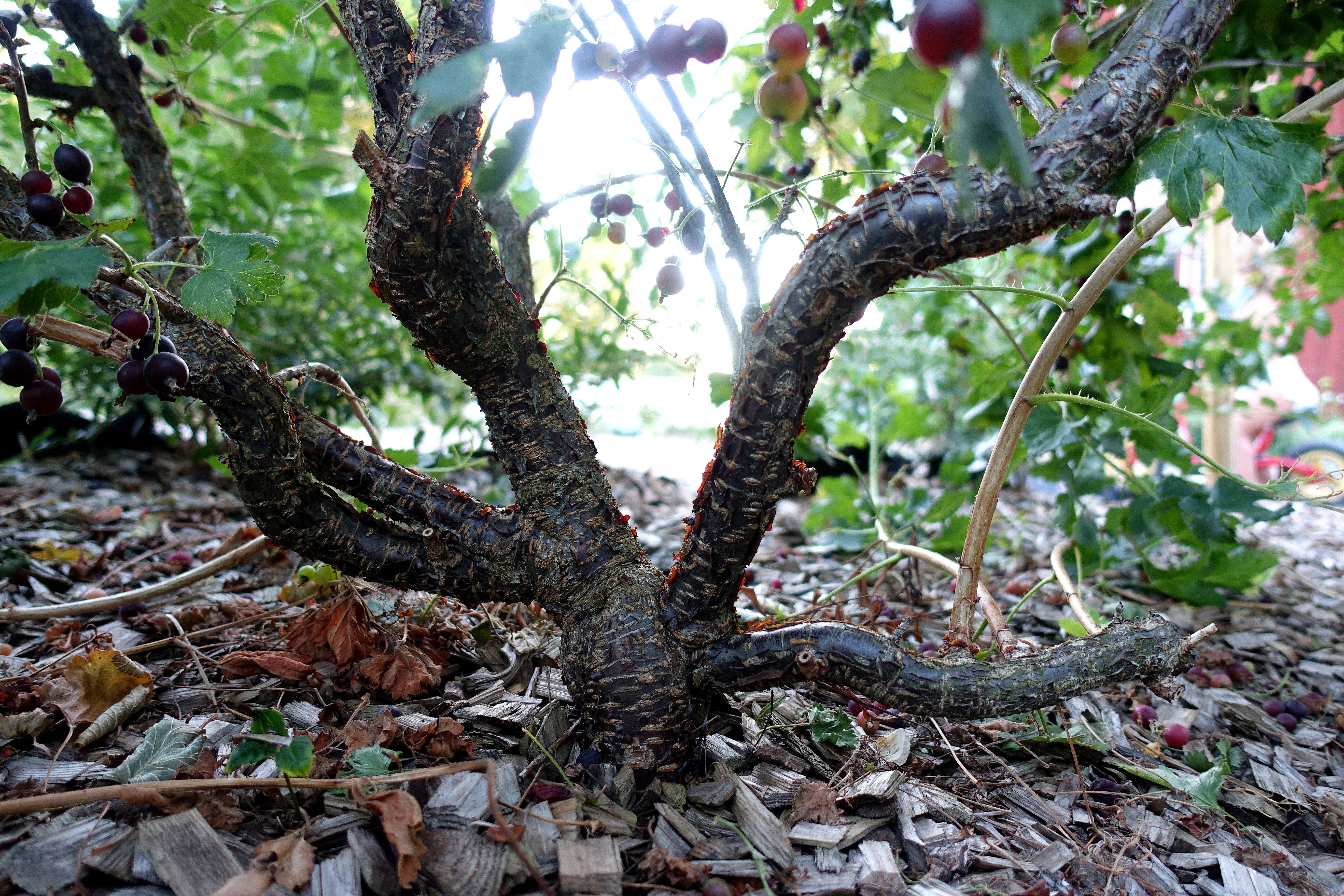Närbild på en kraftig stam med fyra huvudgrenar. Jostaberries, a large stem.