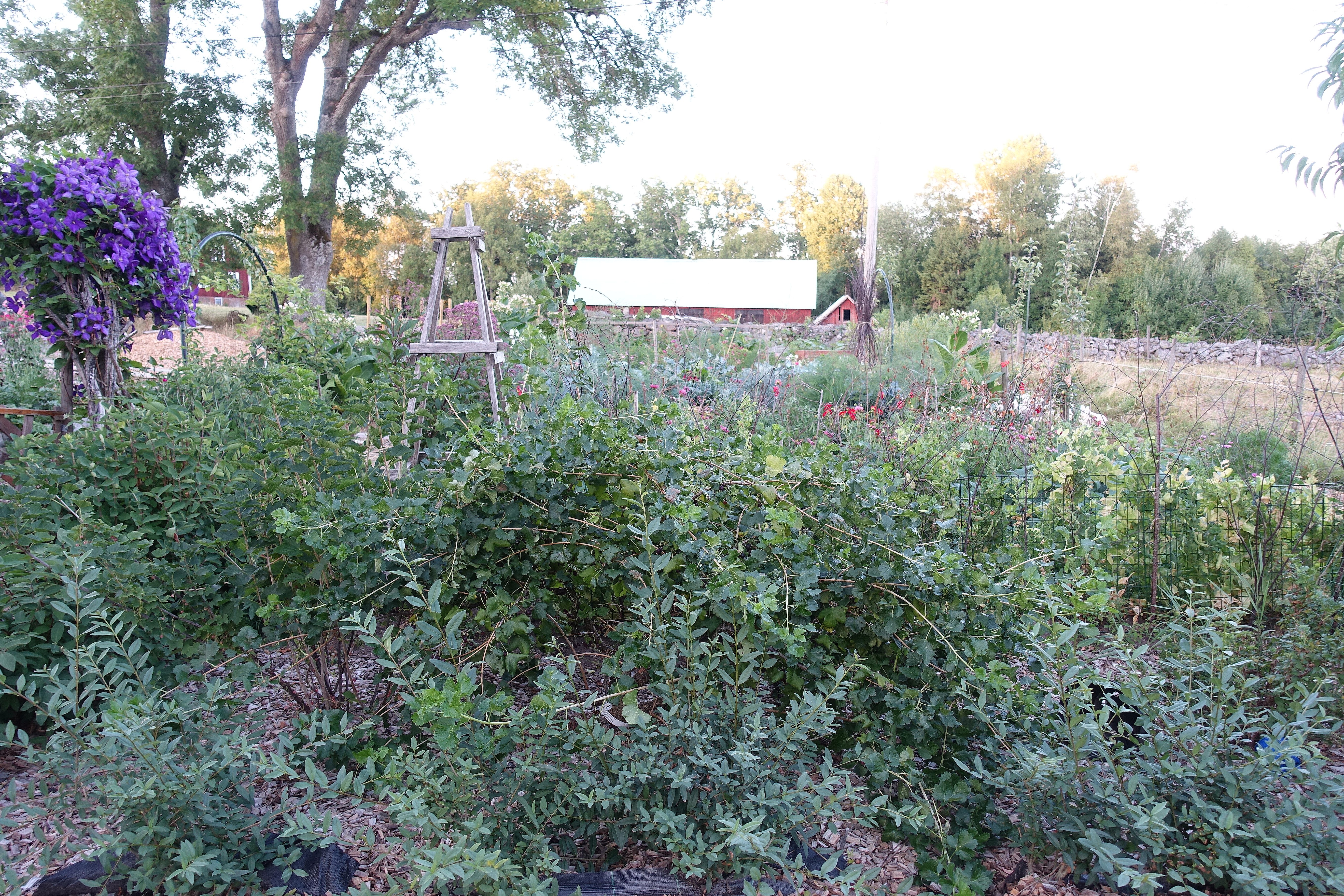 En bild på gröna buskar i trädgården. Jostaberries, big bushes. 