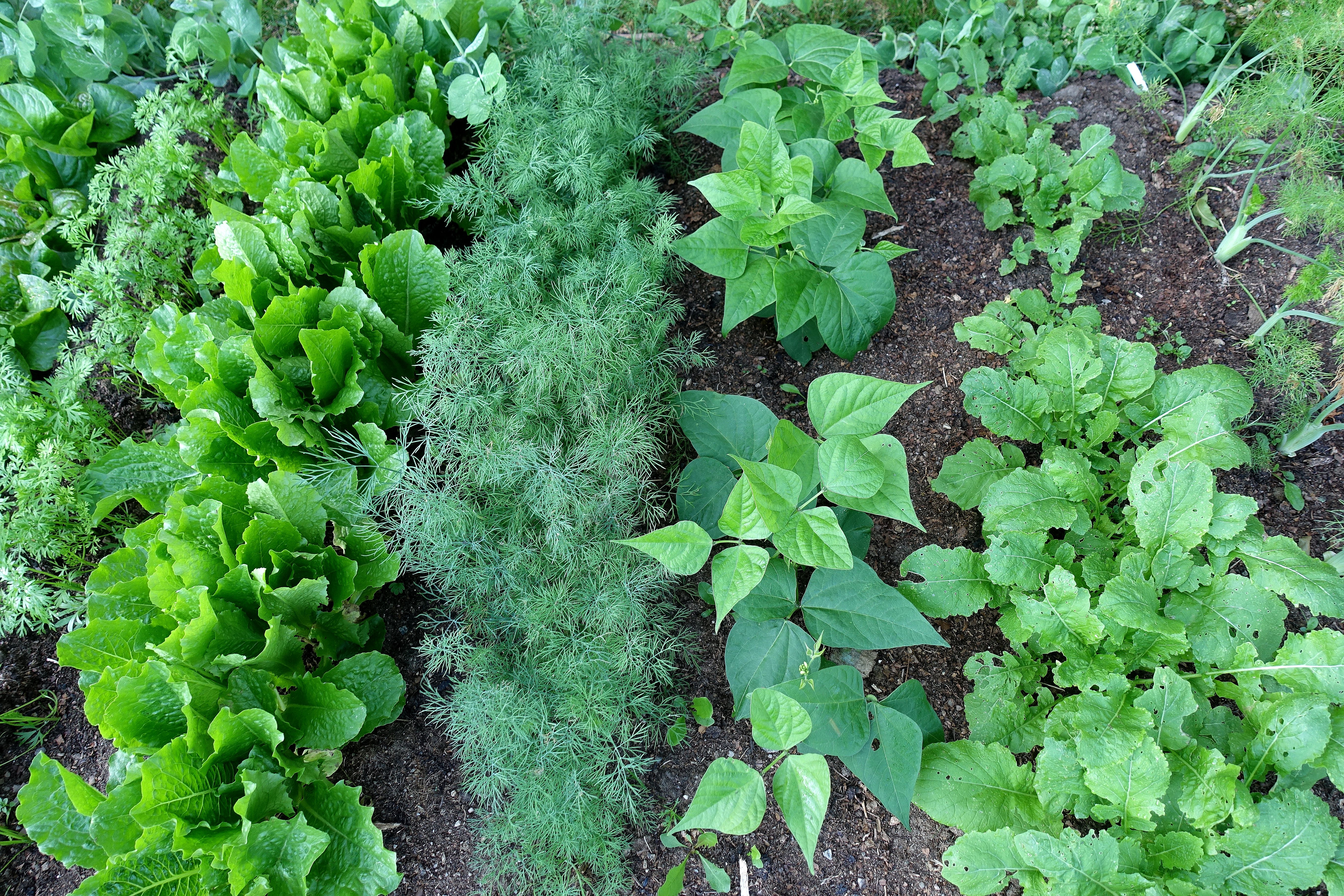 En bild på en odlingsplats med täta rader med bladverk i olika former. Grow in shade, a shady spot with tight rows of leafy greens. 