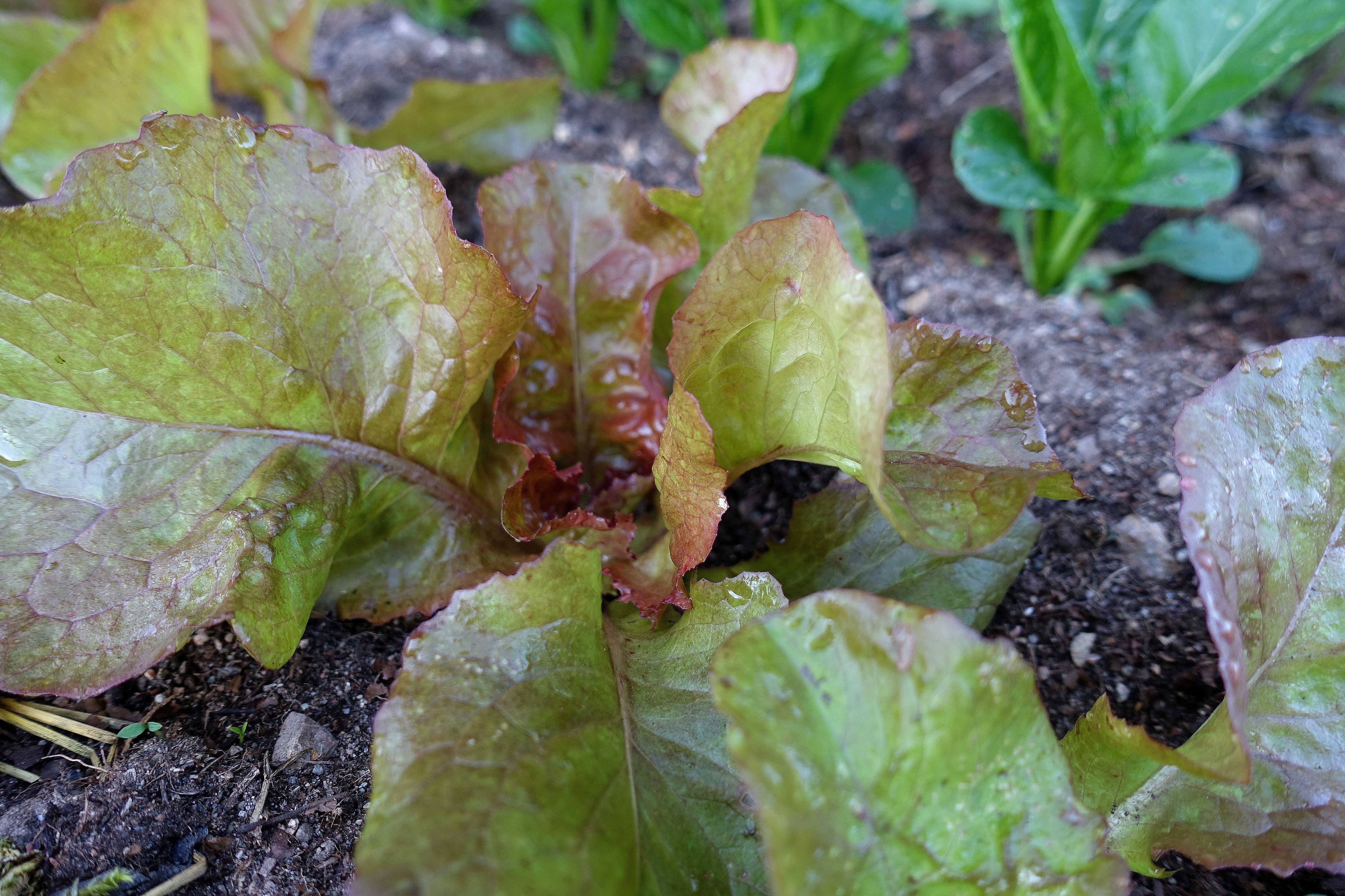 En sallat med rödgröna blad i liten rosett. Grow in shade, lettuce with red/green leaves.