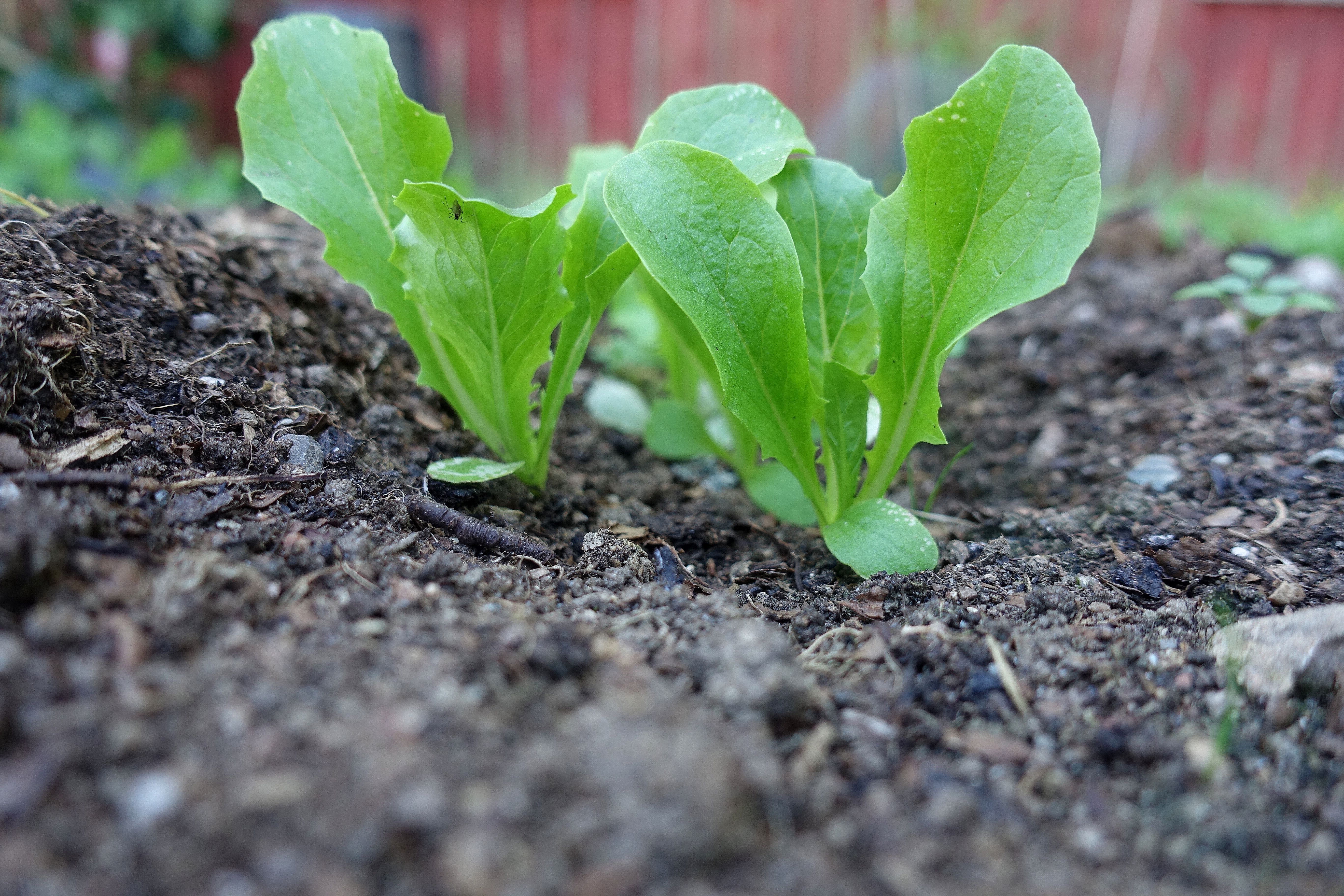 Närbild på små sallatsplantor som växer i jorden. Growing vegetables in dry conditions. Lettuce plants. 