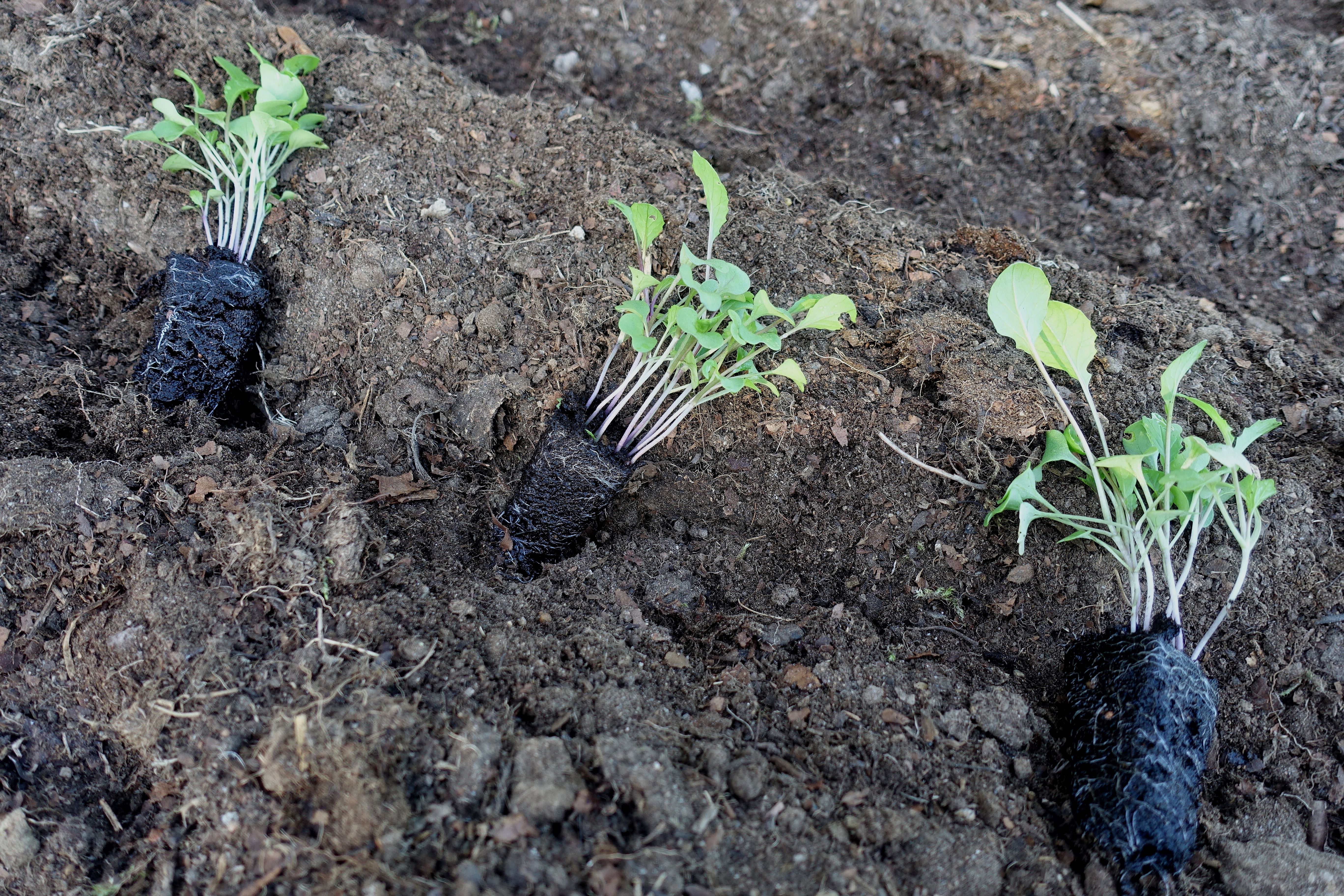 Närbild på plantor som ligger på jorden, redo att planteras. Use a plug tray, close-up of plants.