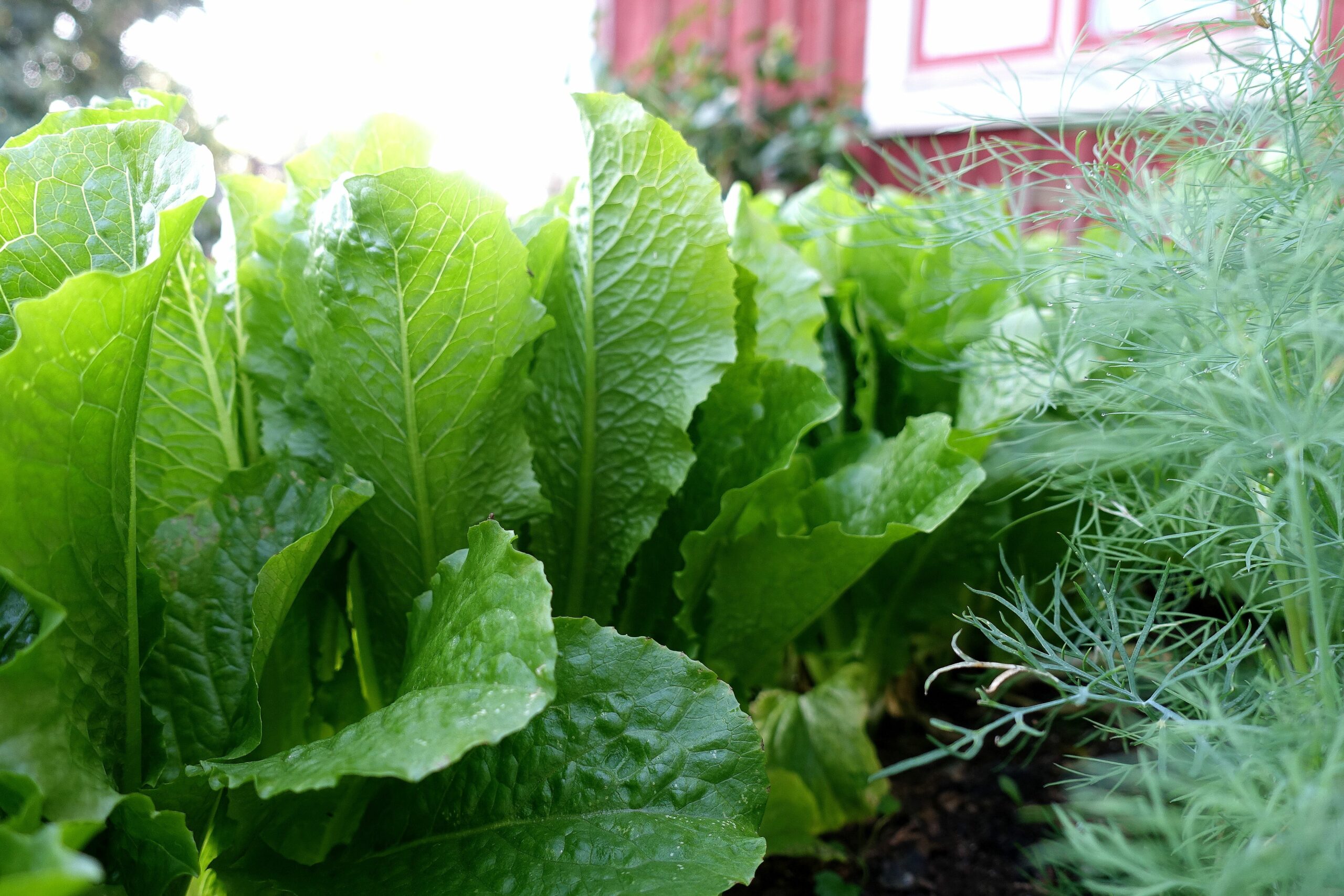 En rad med vackert grön sallat i små upprätta huvuden. Grow in shade, a row of lettuce.
