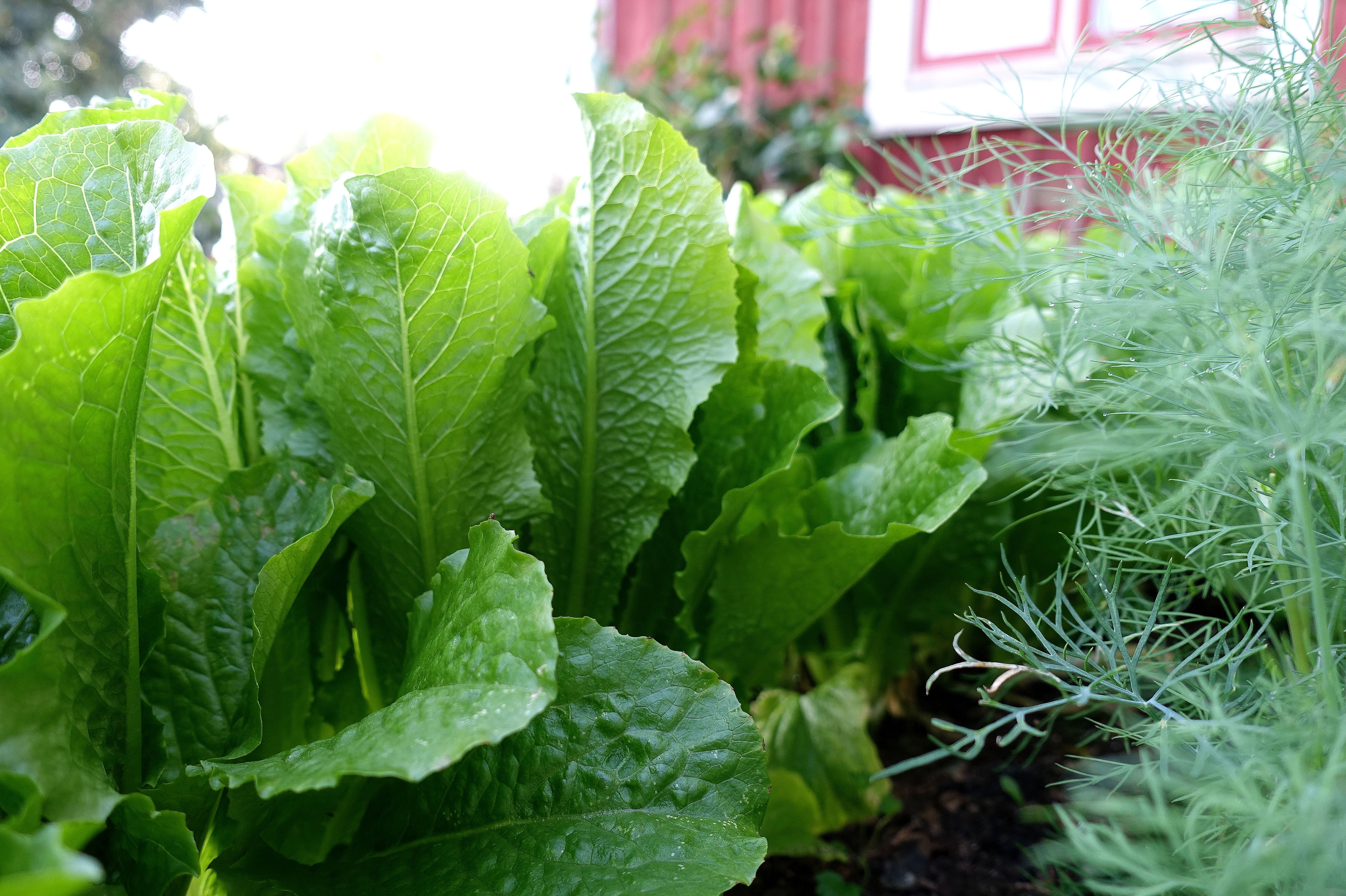 En rad med vackert grön sallat i små upprätta huvuden. Grow in shade, a row of lettuce. 
