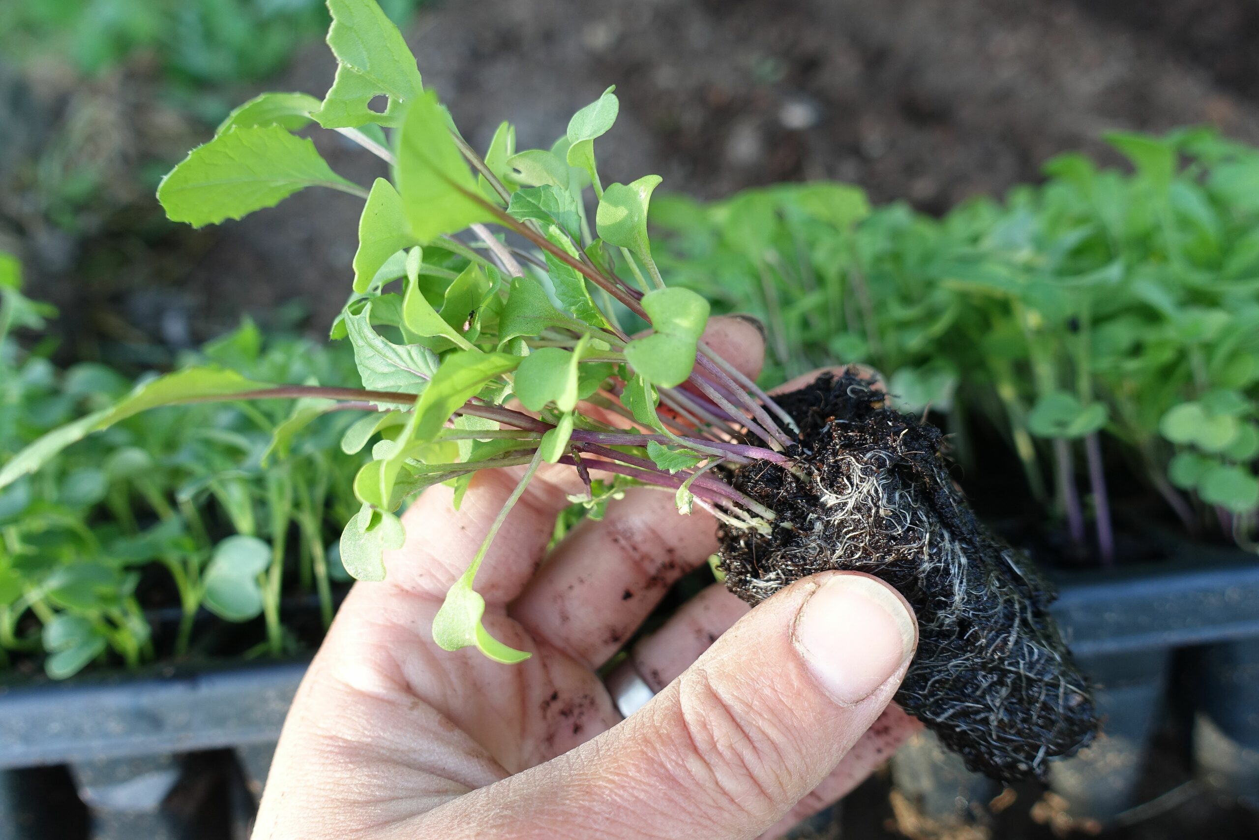 En hand håller en liten planta med perfekt rotsystem.