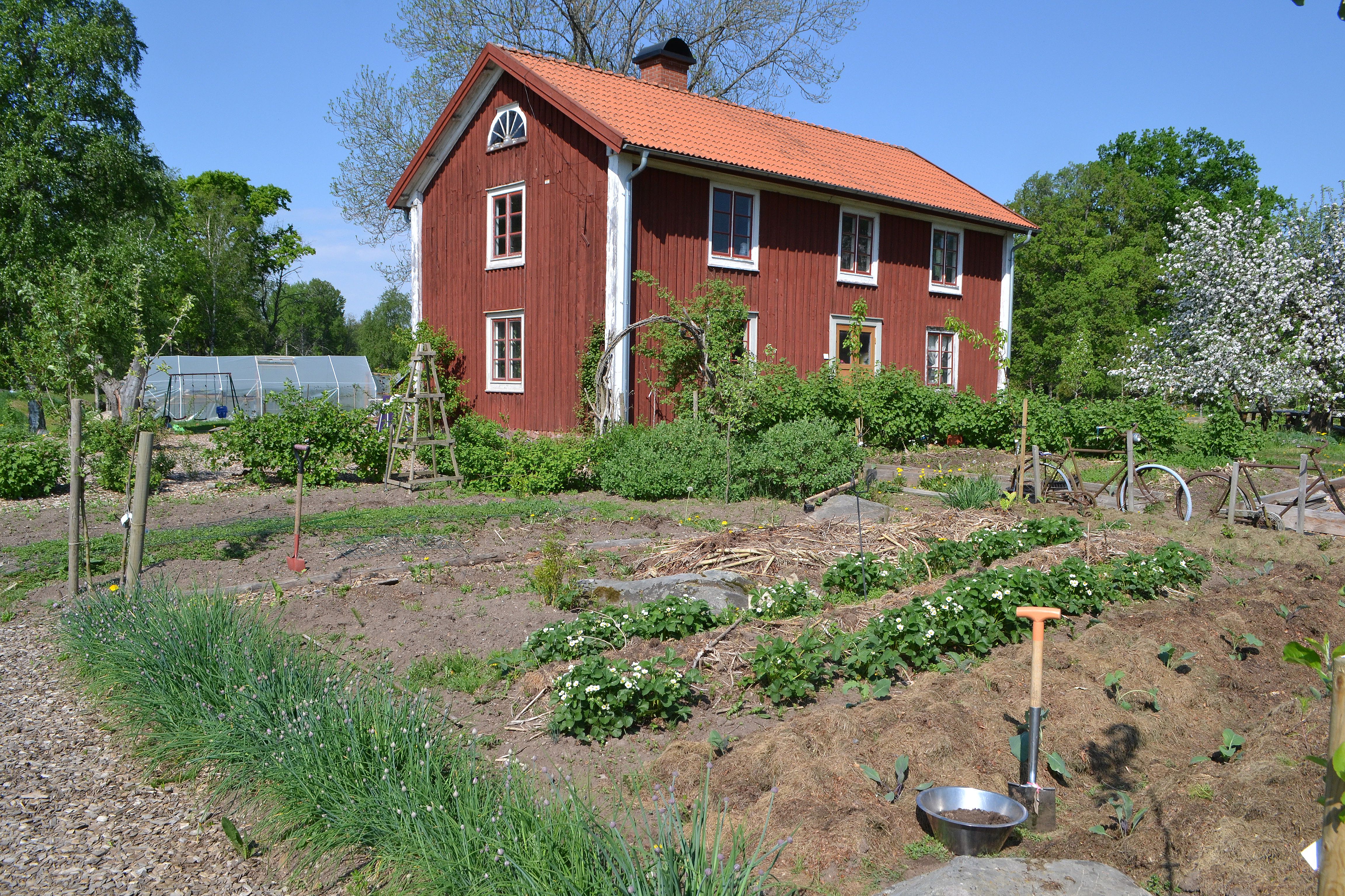 En köksträdgård med låg växtlighet, full sol och stort rött bostadshus i bakgrunden. Soil analysis, the kitchen garden in full bloom. 