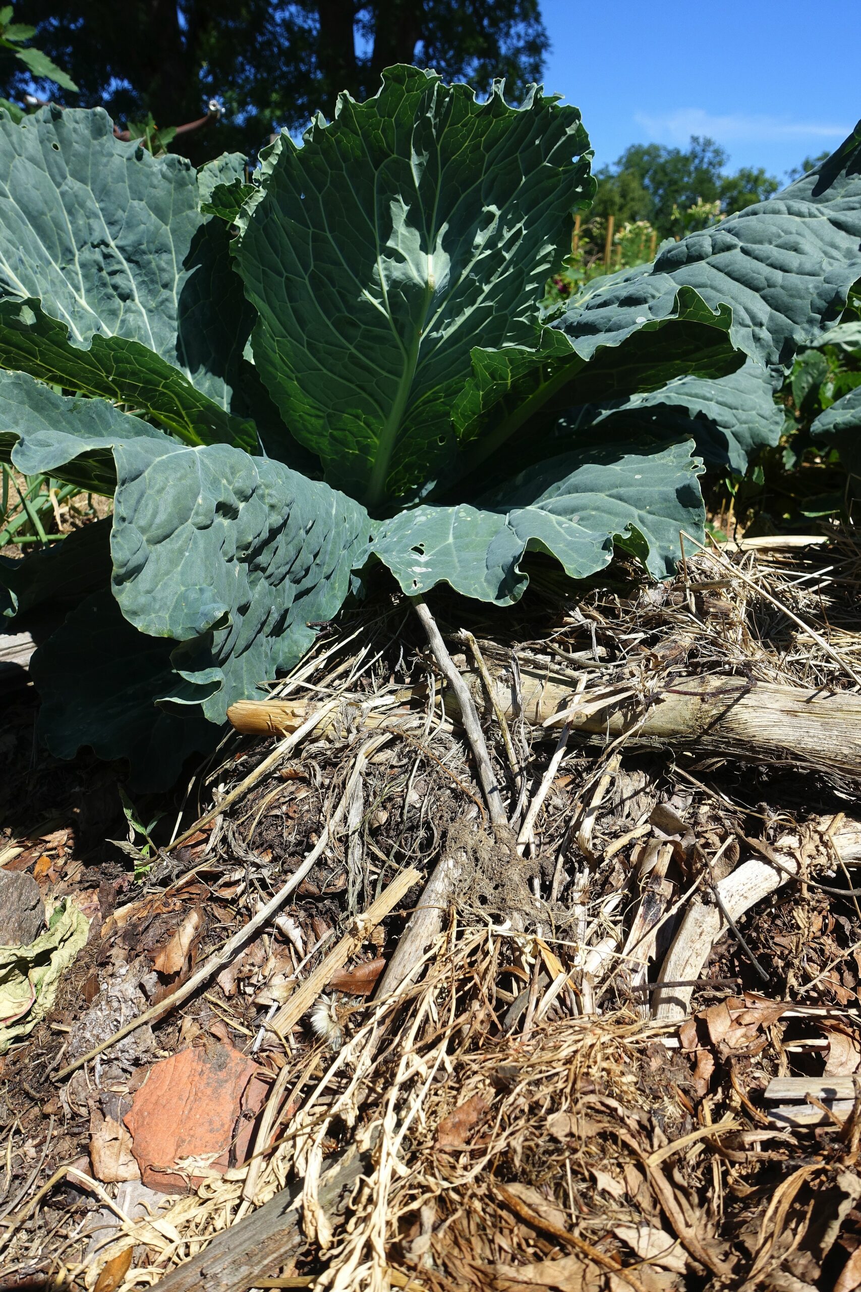 Närbild på en bädd som täckts med massor av torra växtdelar. Growing vegetables in dry conditions. Close-up of a mulched bed.