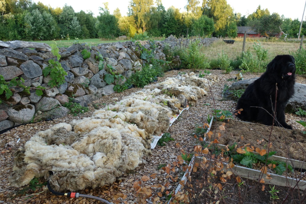 Mulching with wool in my garden &ndash; Saras Kitchen Garden