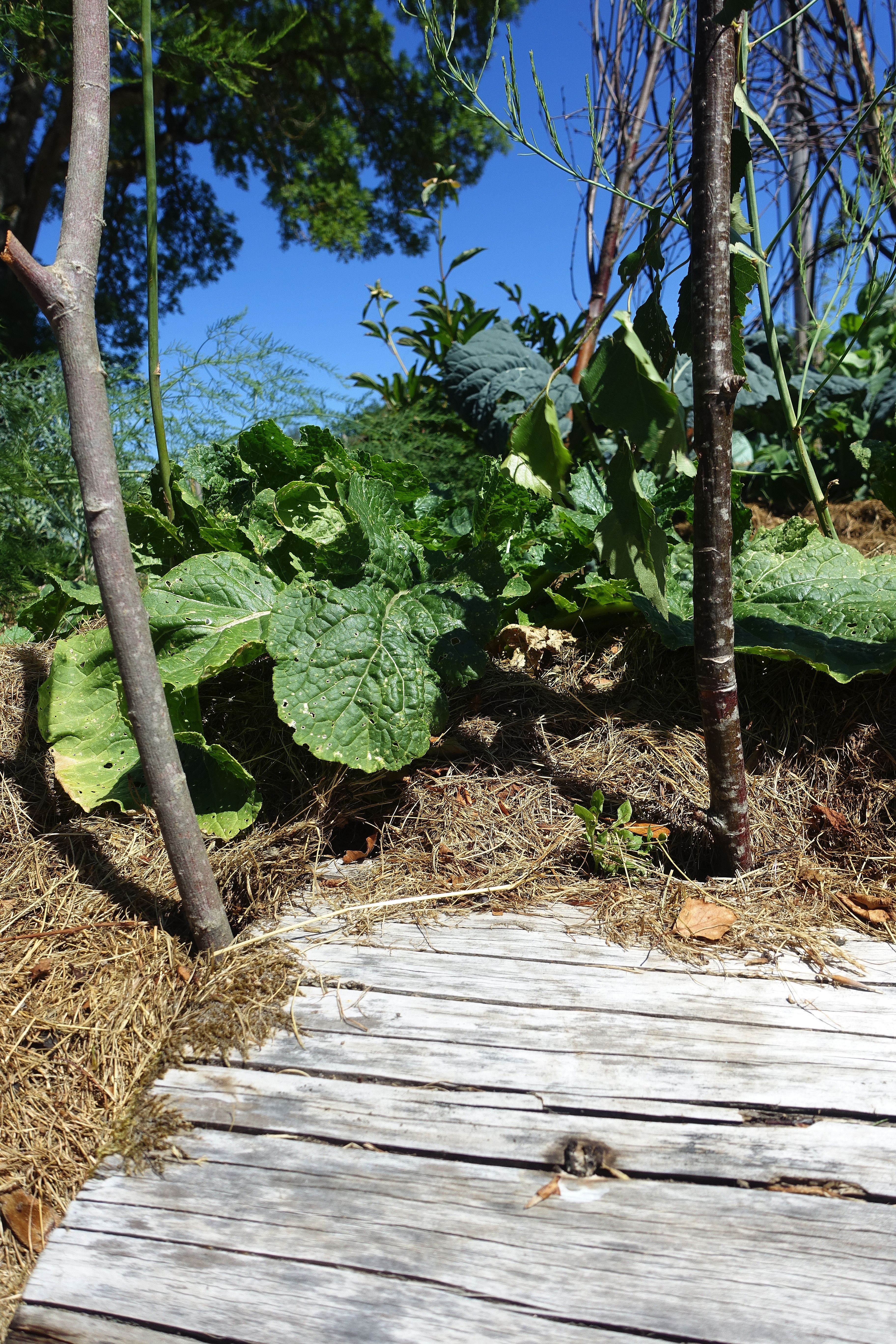 Närbild på en odlingsplats som täckts av gräsklipp. Growing vegetables in dry conditions, mulched bed. 