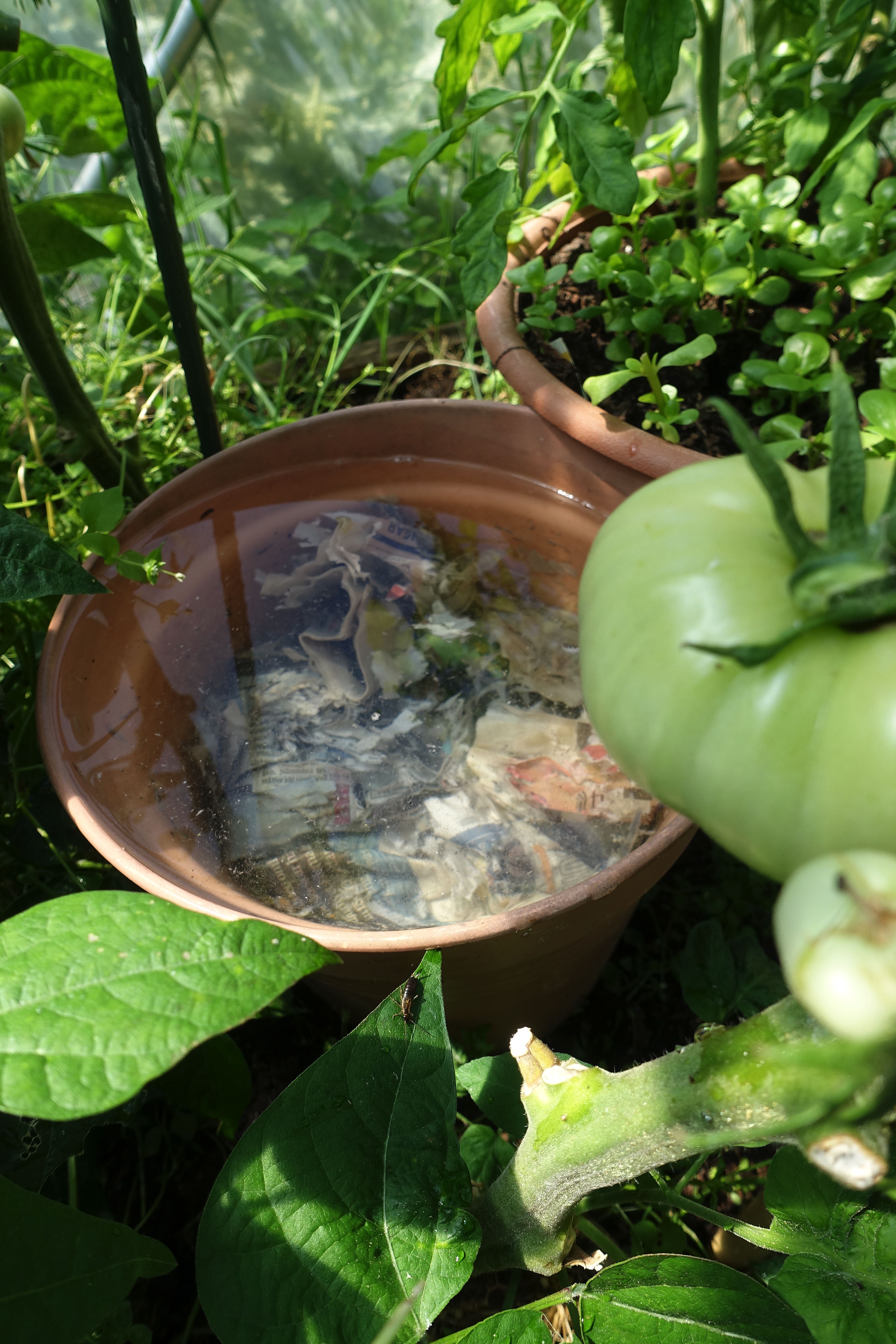 En kruka fylld med vatten står mellan två tomatplantor. A pot filled with water, between two tomato plants. 