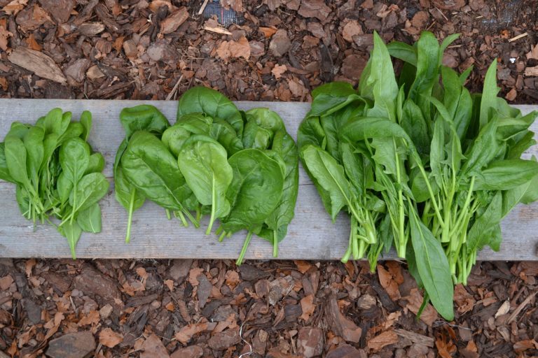 My favorite leaves How to grow baby spinach Sara's Kitchen Garden