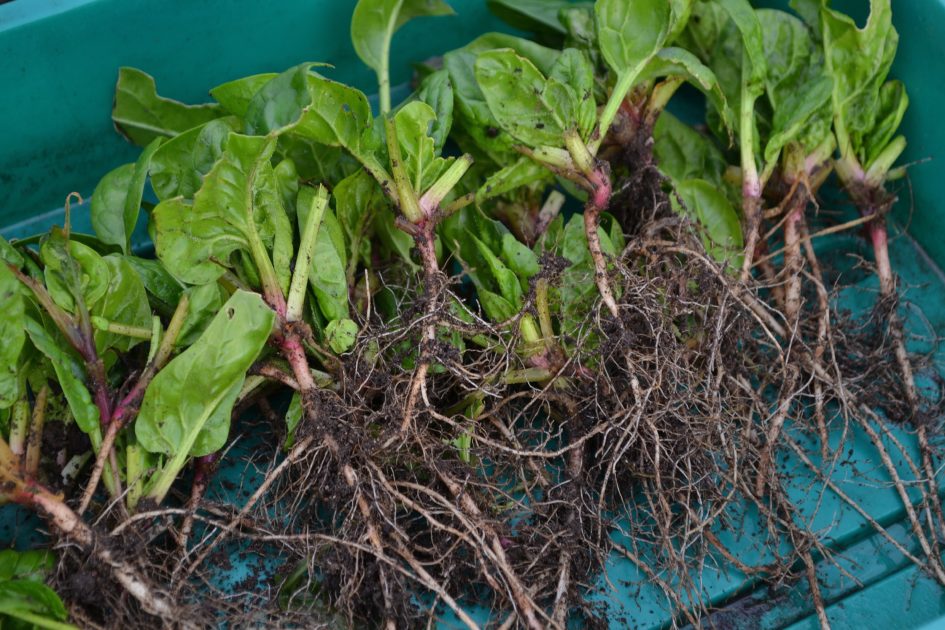 opp transfer spinach seedlings