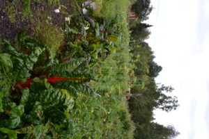 En grön och frodig rad i köksträdgården med bland annat mangodld.