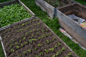 Fyra pallkragar i olika odlingsstadier: en är tom med tidningar i botten, de andra har plantor som vuxit till olika storlekar.