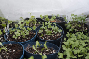 I små krukor och brätten växer små plantor.