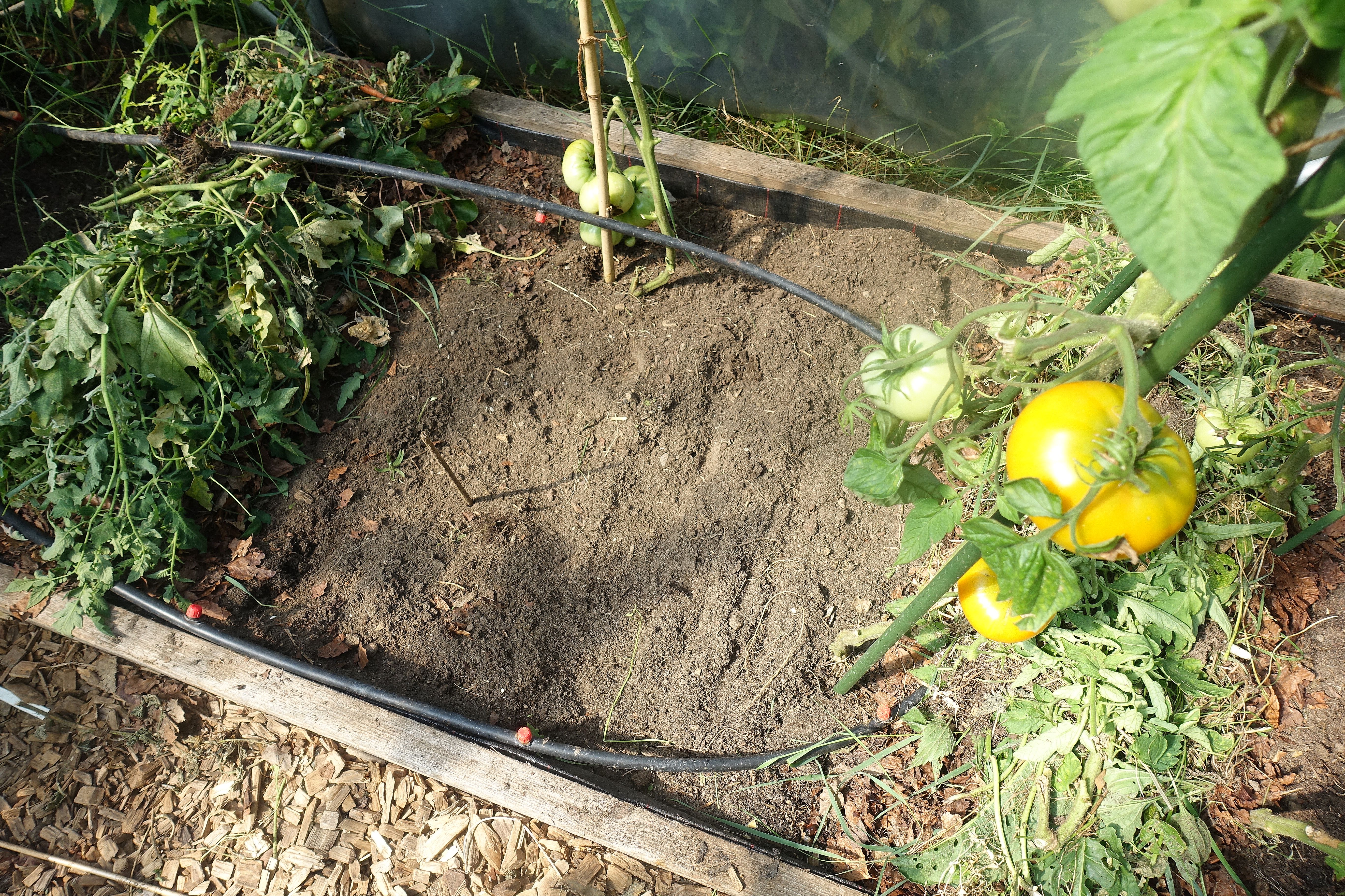 En odlingsram med fyra tomatplantor, en bevattningsslinga och täckodlade små vallar i kanterna. Mulching my polytunnels, a frame with four tomato plants, a hose and mulch ridges.