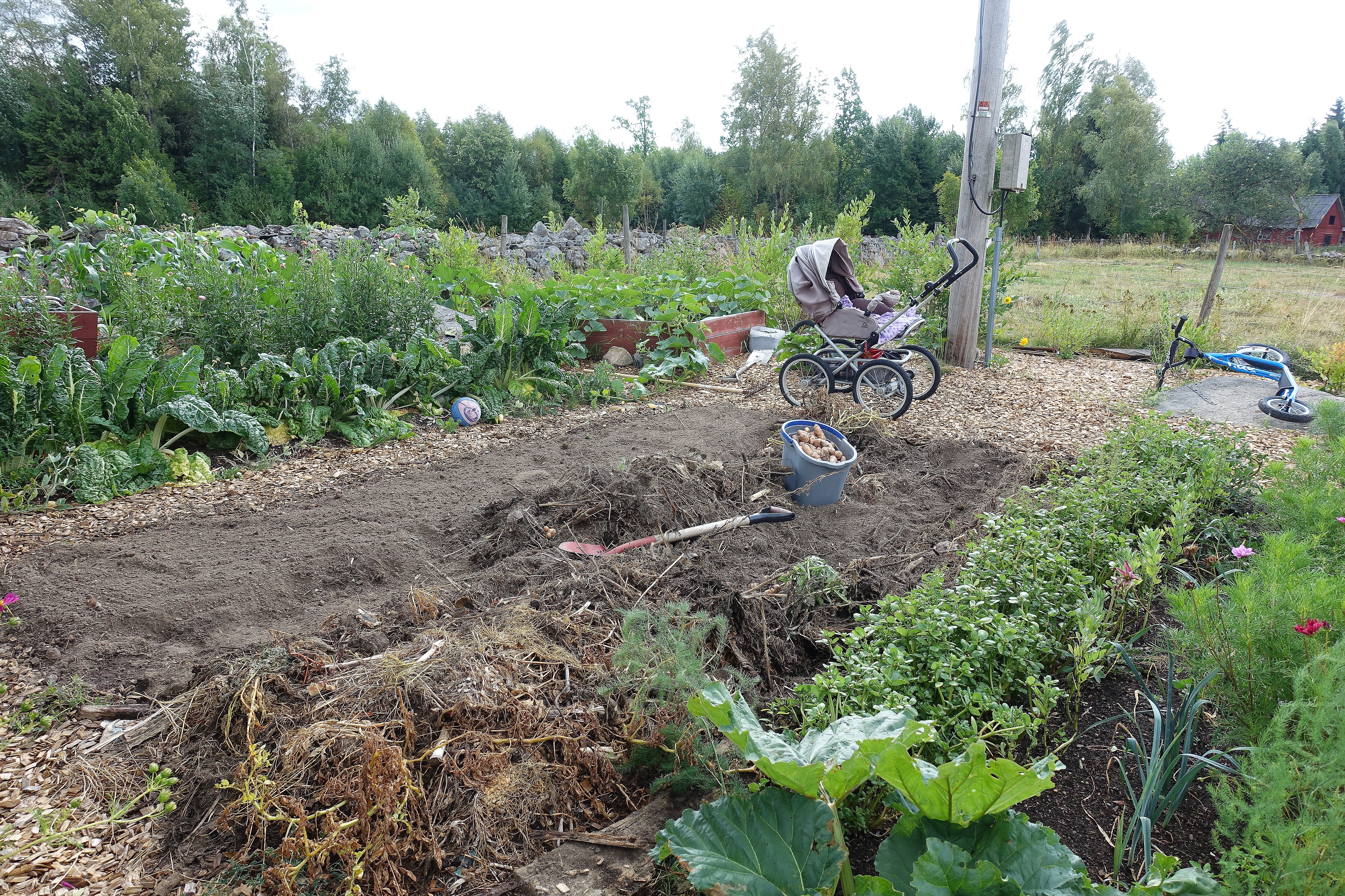 Bild på köksträdgården med odlingsbäddar i förgrunden och en barnvagn i bakgrunden. Summer sowing, beds in the foreground. 