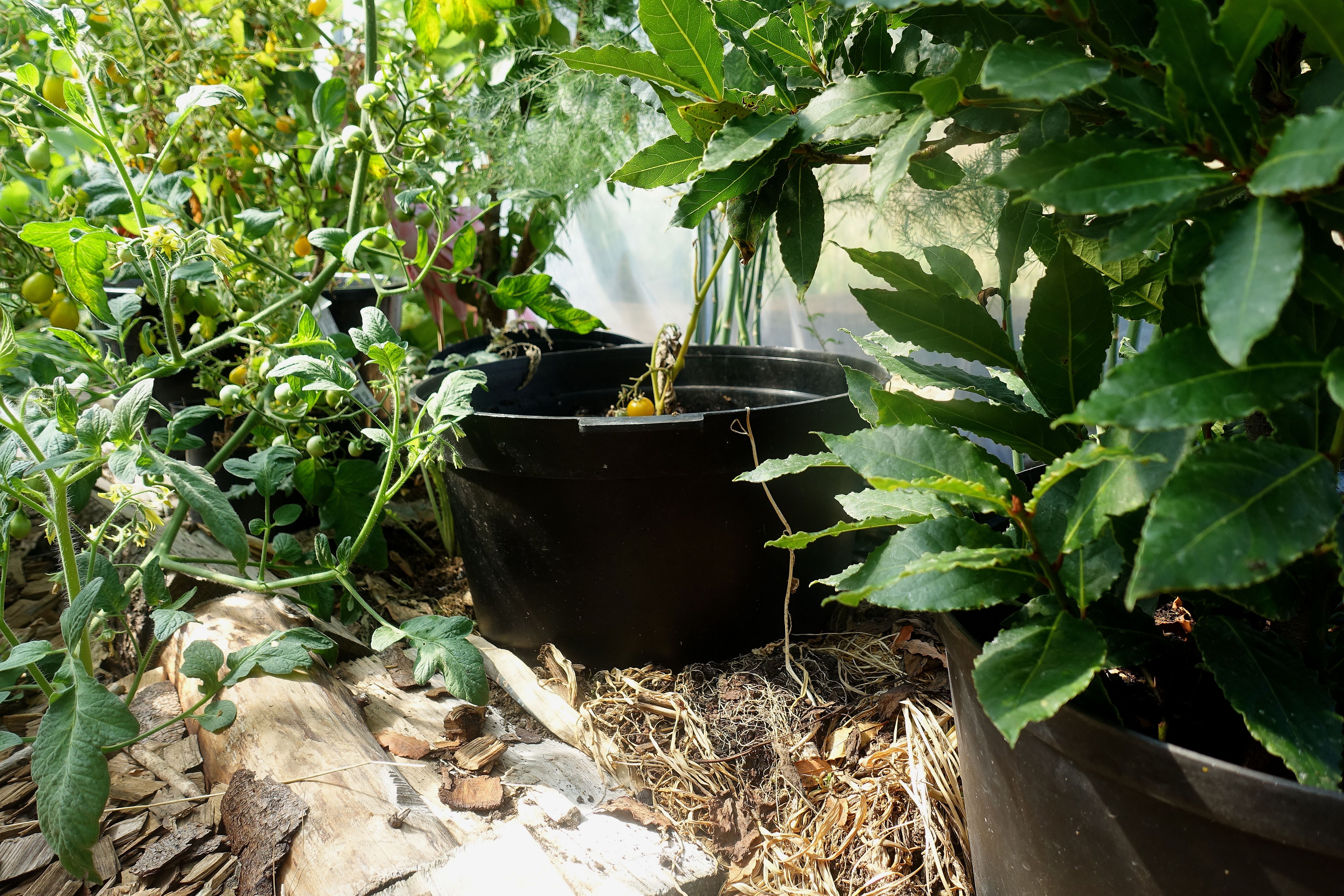 Bild på marken under fruktträd, det står svarta krukor nerborrade i täckmaterialet. Mulching my polytunnels, black pots in the mulch. 