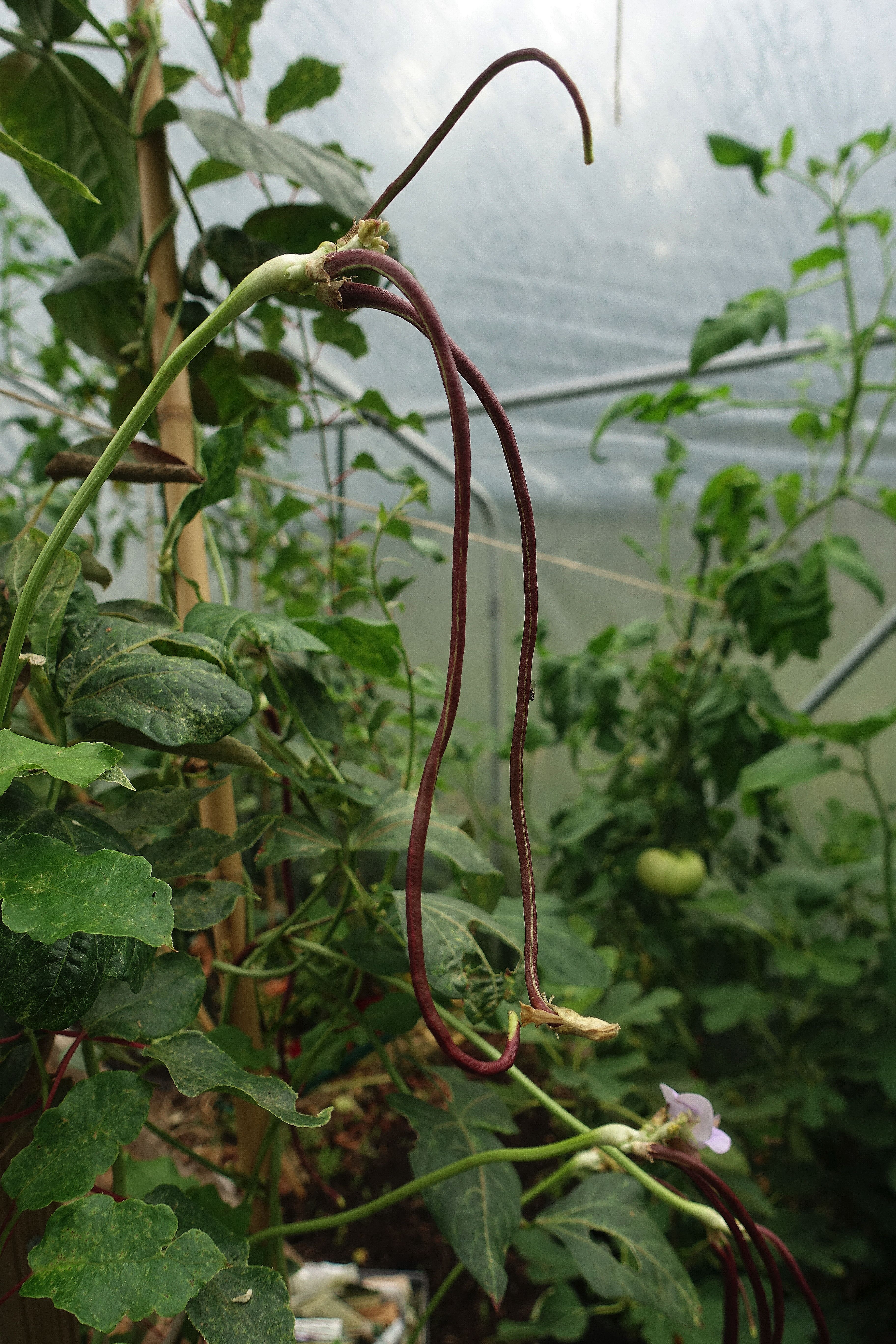 Ett knippe bönor ser ut att hänga fritt i luften med grönska runt omkring. Yard-long bean, surrounded by foliage.