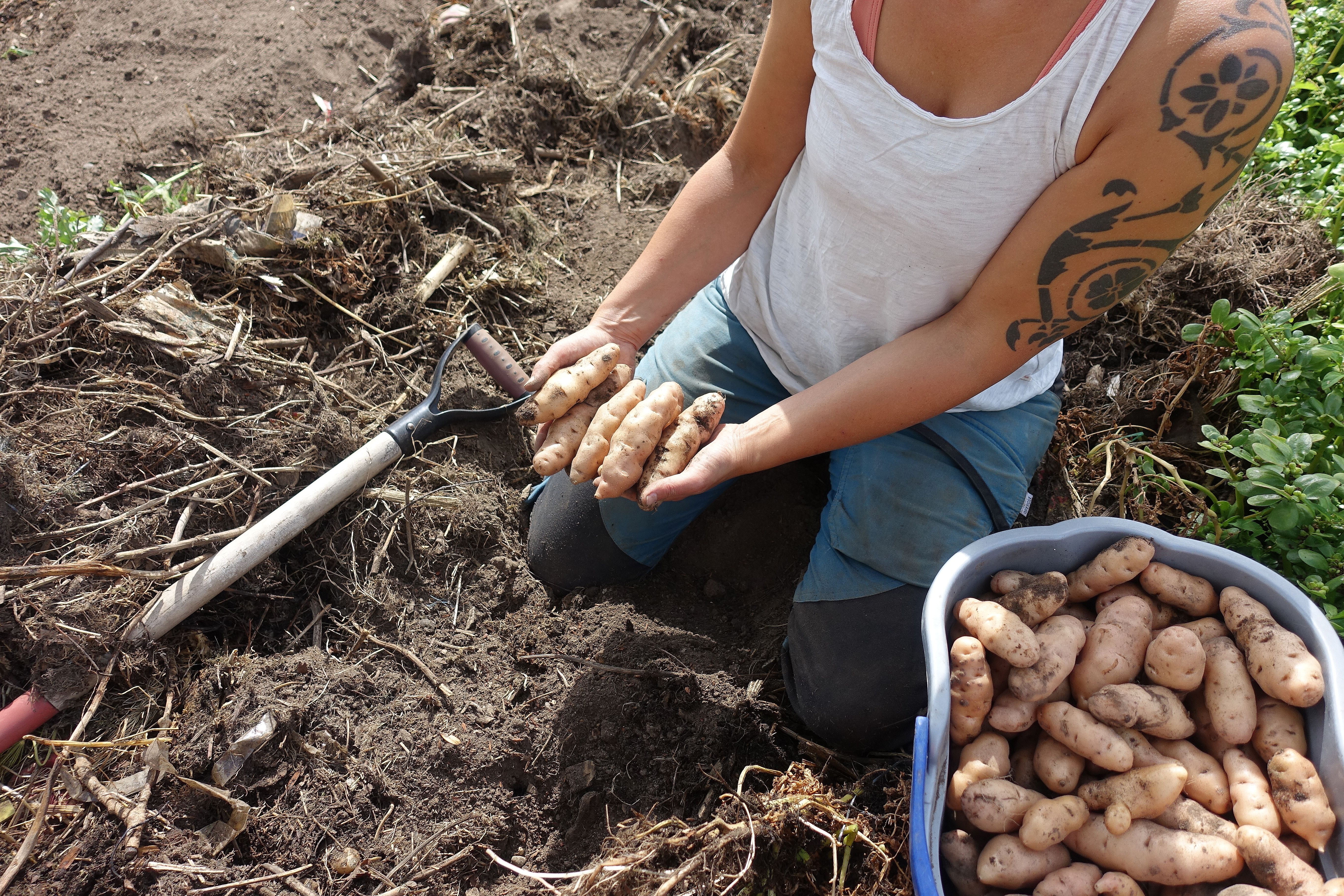Sara sitter i landet och håller avlång potatis i händerna.Summer sowing, Sara with potatoes
