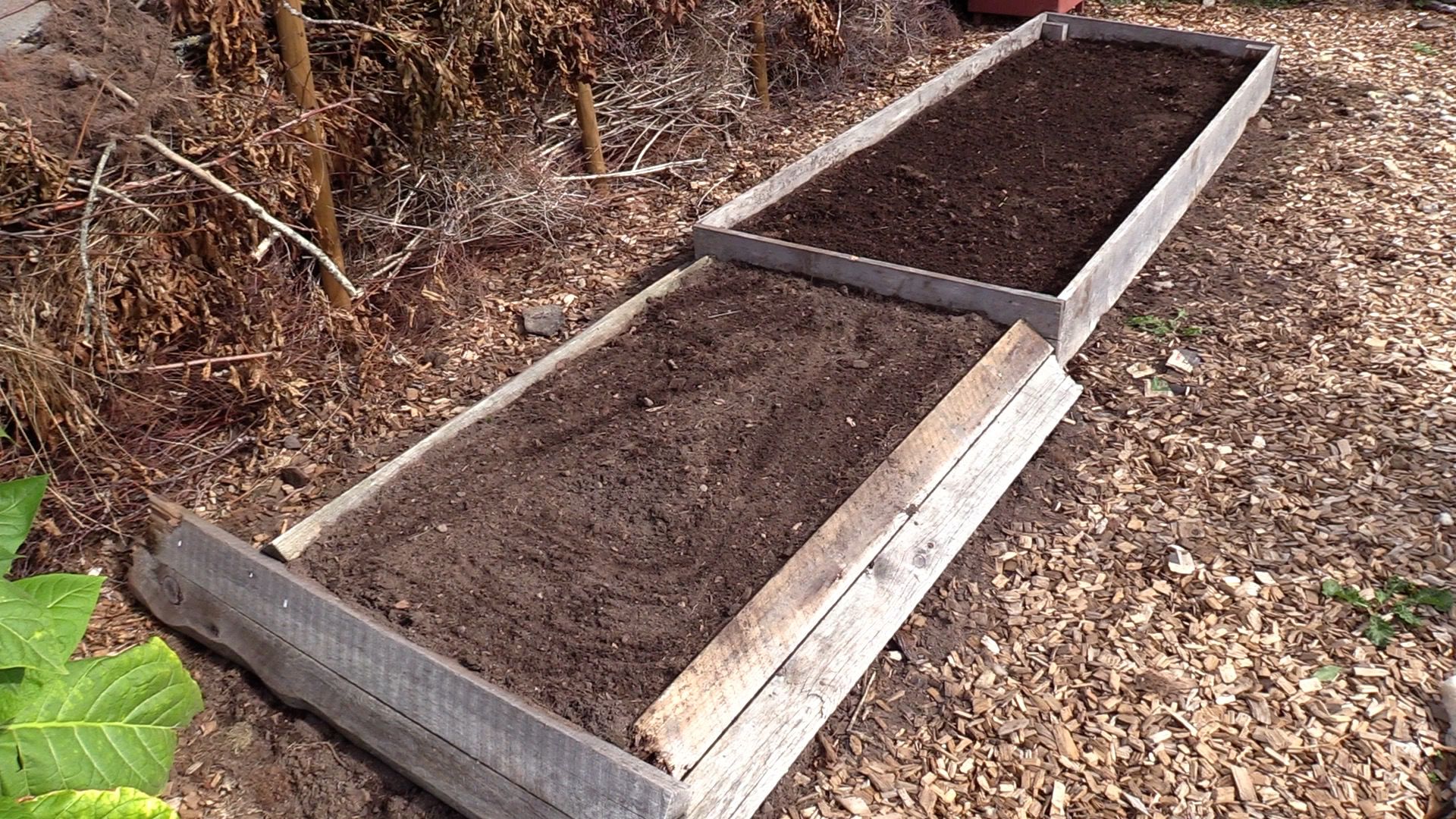 Bild på den långa djupbädden inramad av trädetaljer. Summer sowings, the deep bed.
