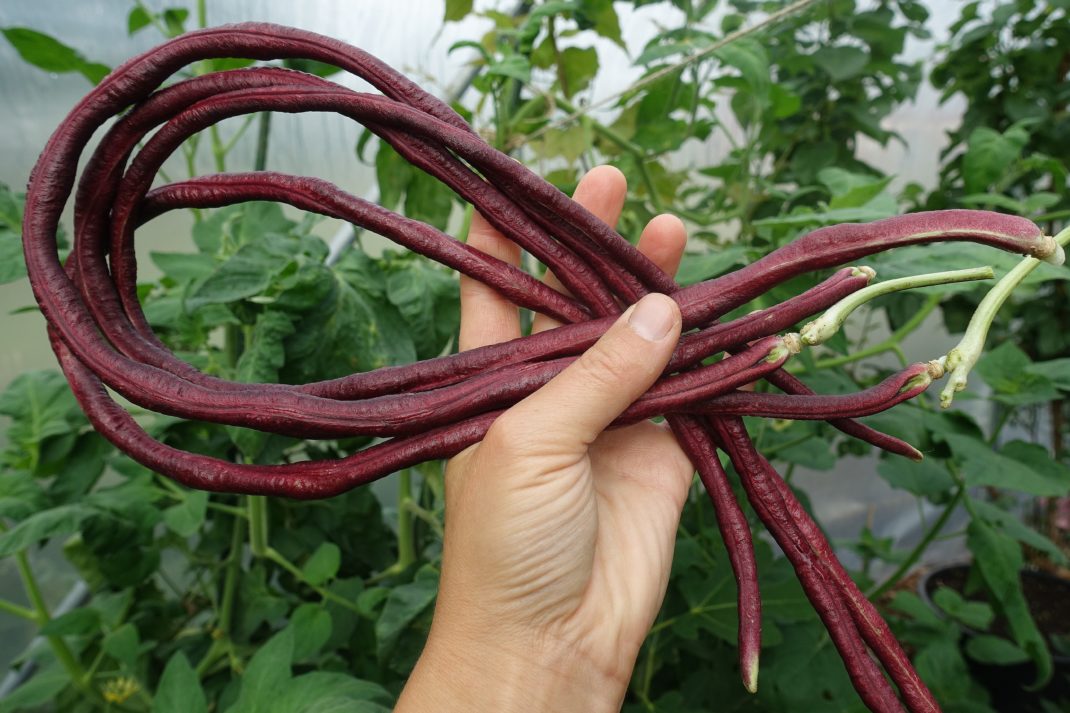 Growing Red Noodle yardlong bean Sara's Kitchen Garden