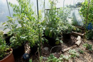 En odlingsplats helt täckt av löv, ovanpå står stora krukor med gröna växter.