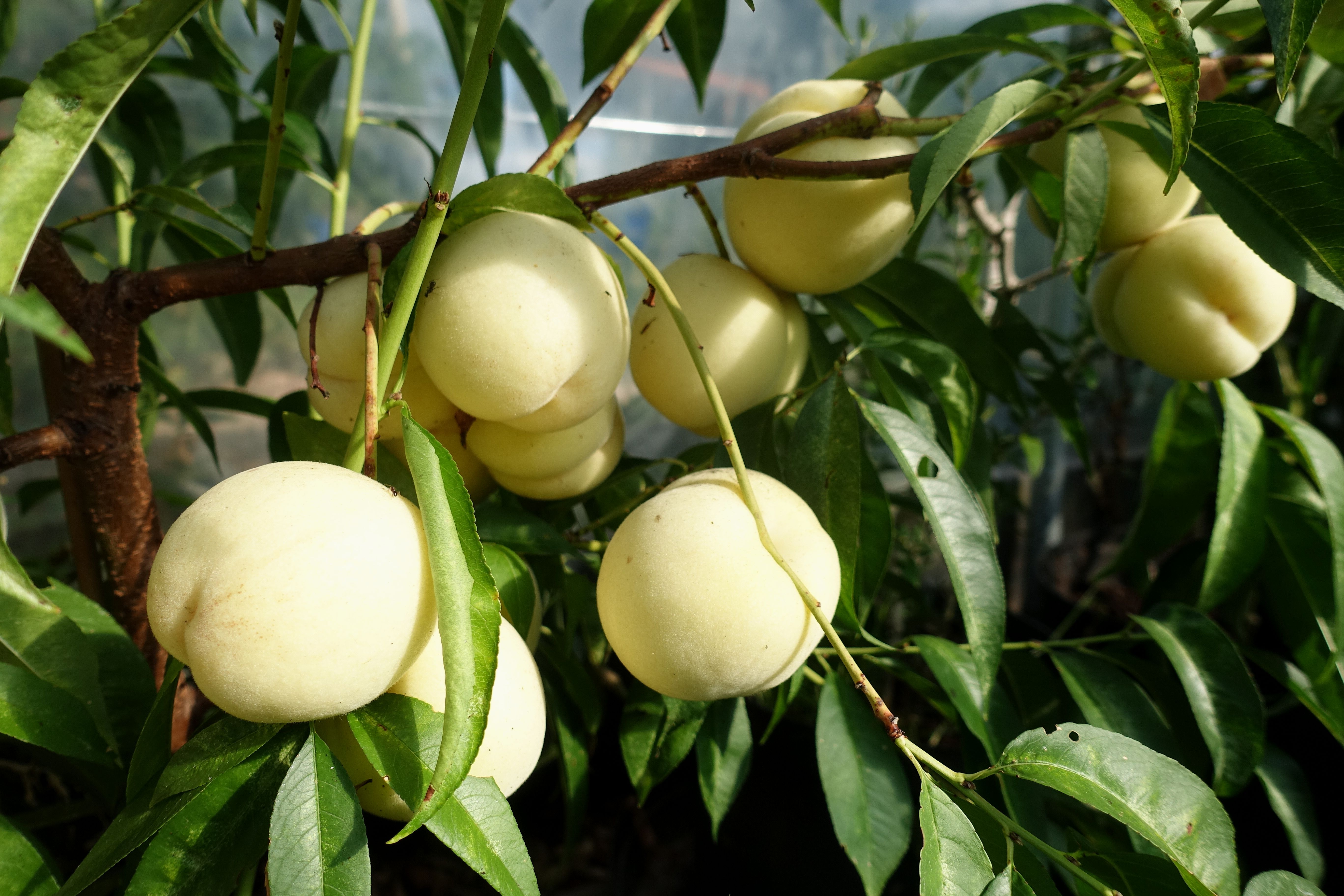 Närbild på en gren som innehåller ett tiotal frukter. White peach, close-up of a branch with fruits. 