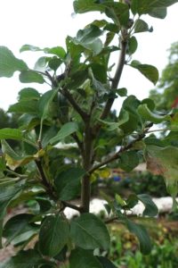 En närbild på en stam med täta grenar som är klippta ganska tätt mot huvudstammen.