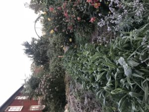 Köksträdgården i morgonljus