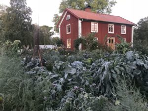 Frostnupen köksträdgård i morgonljus.